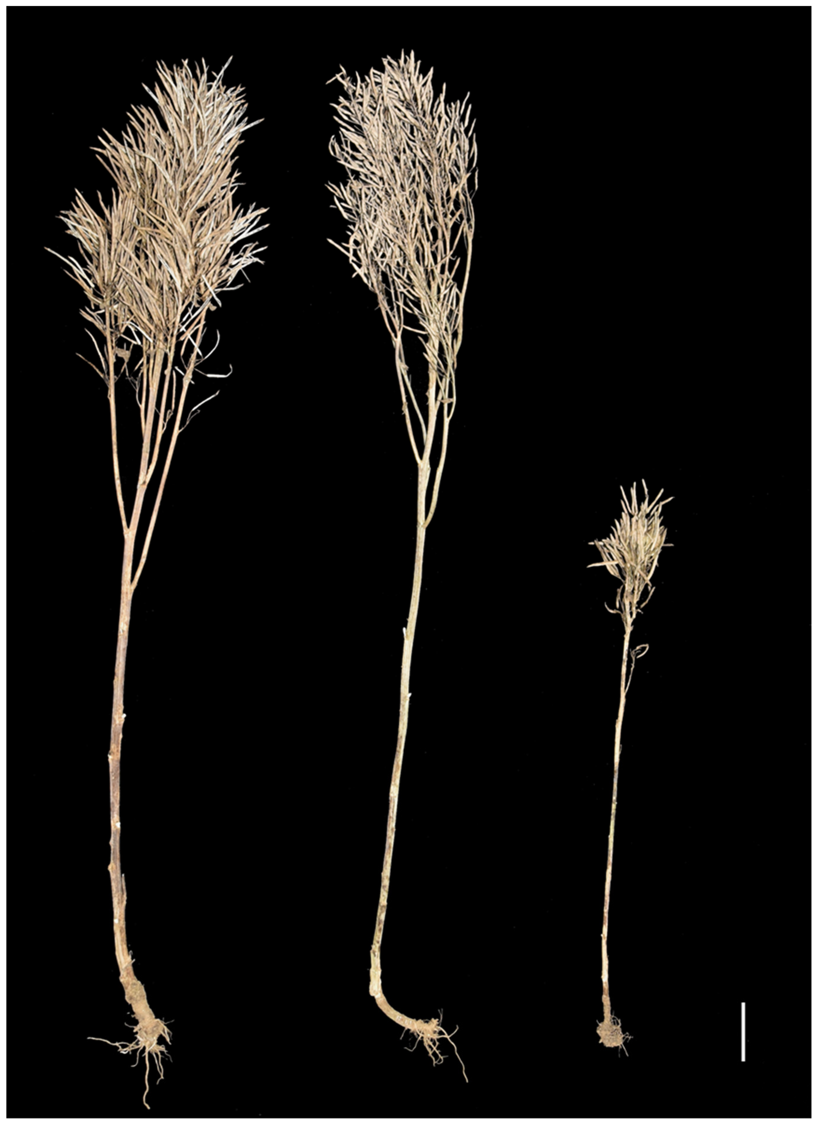 Ijms 23 02472 g001 550