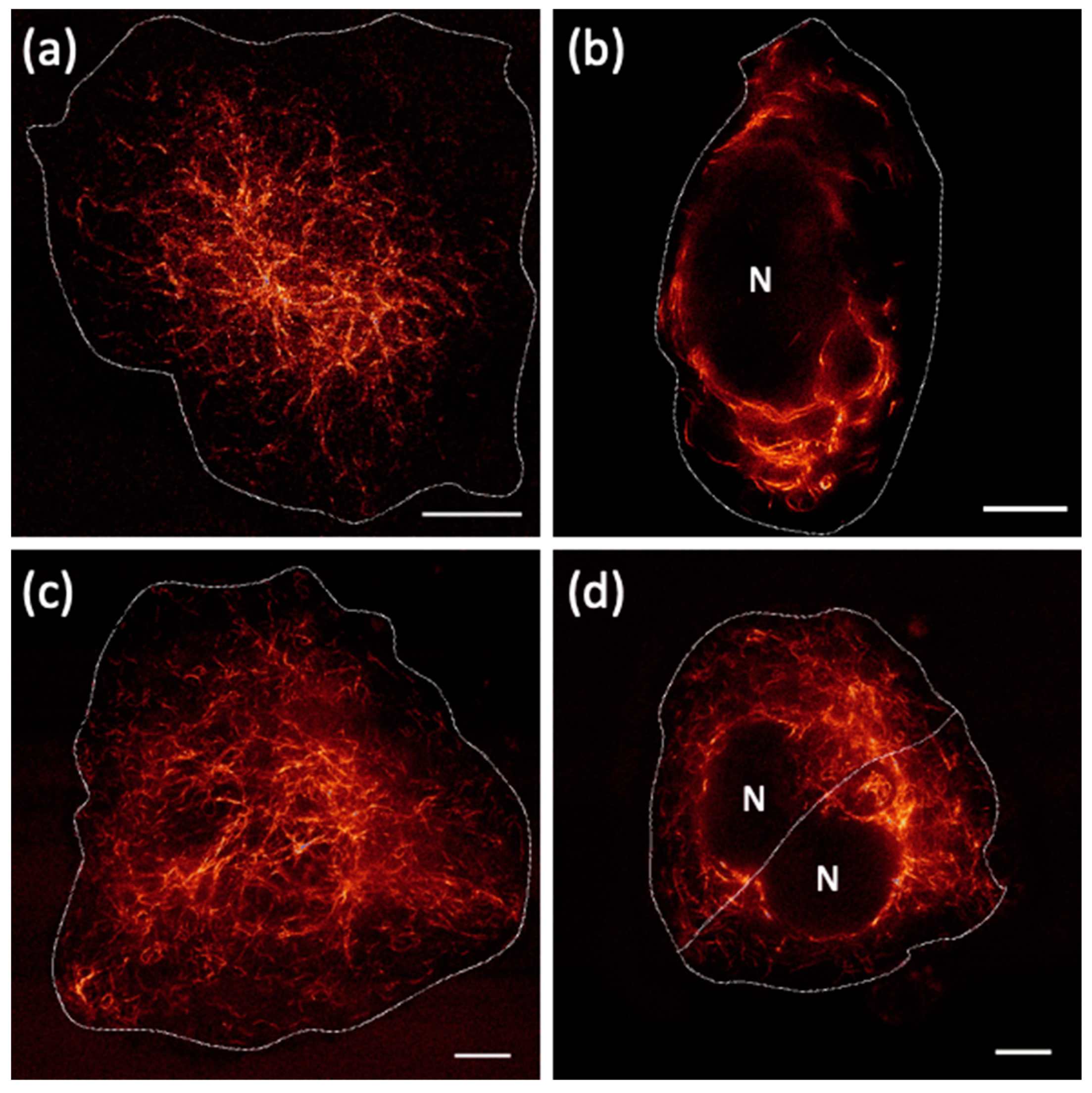 Ijms 23 02482 g005 Ijms 23 02482 g005