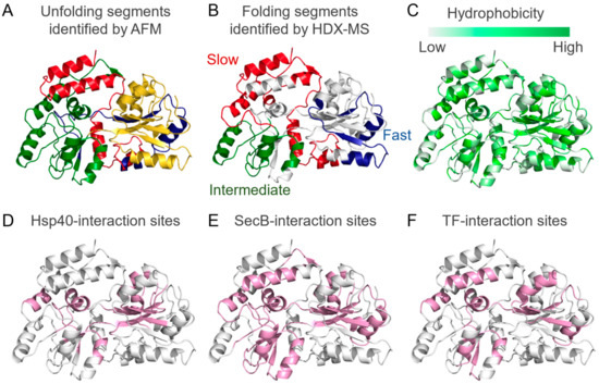 Structural and Kinetic Views of Molecular Chaperones in