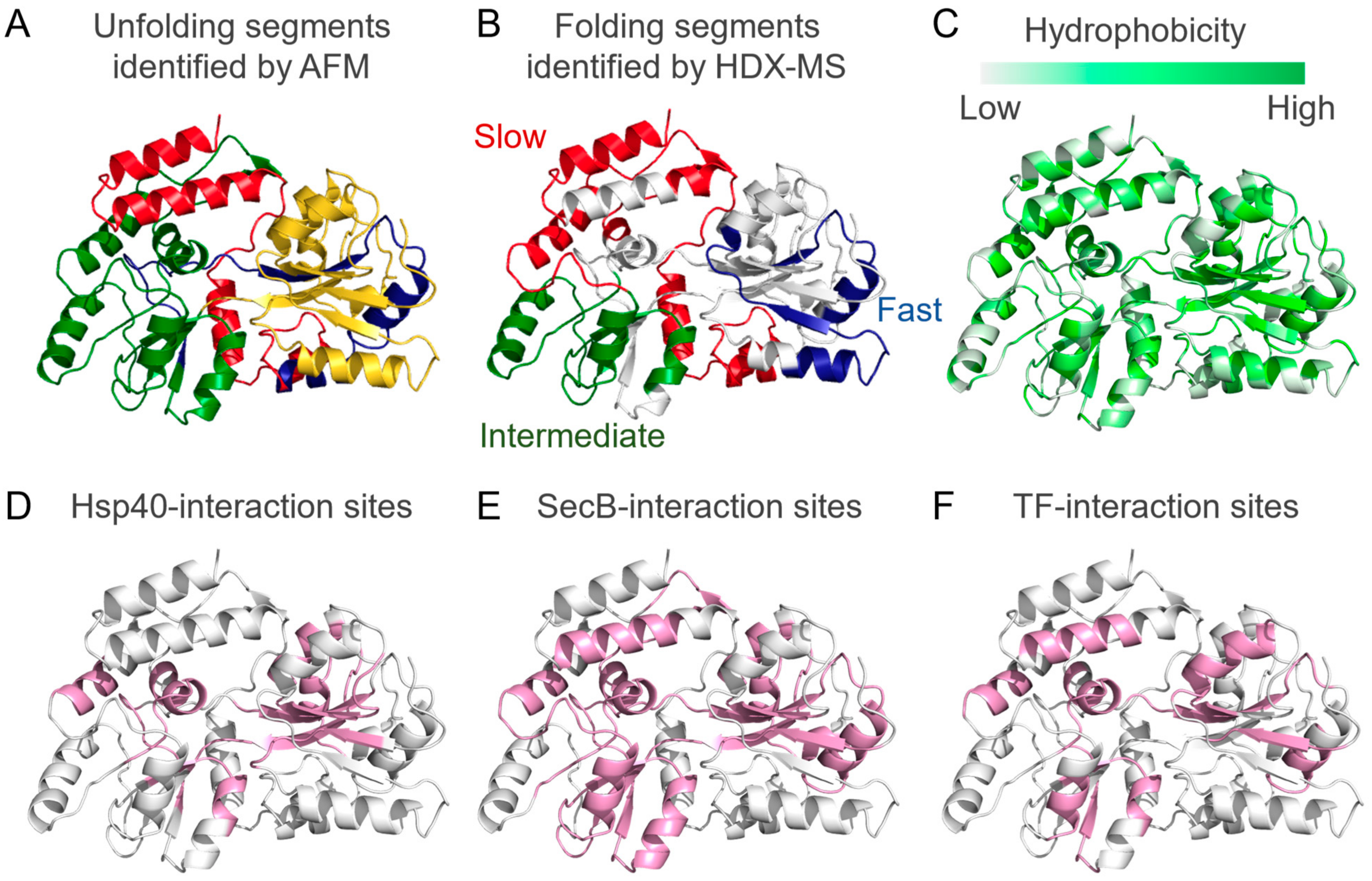 松永リュウ Structural and Kinetic Views of Molecular Chaperones in