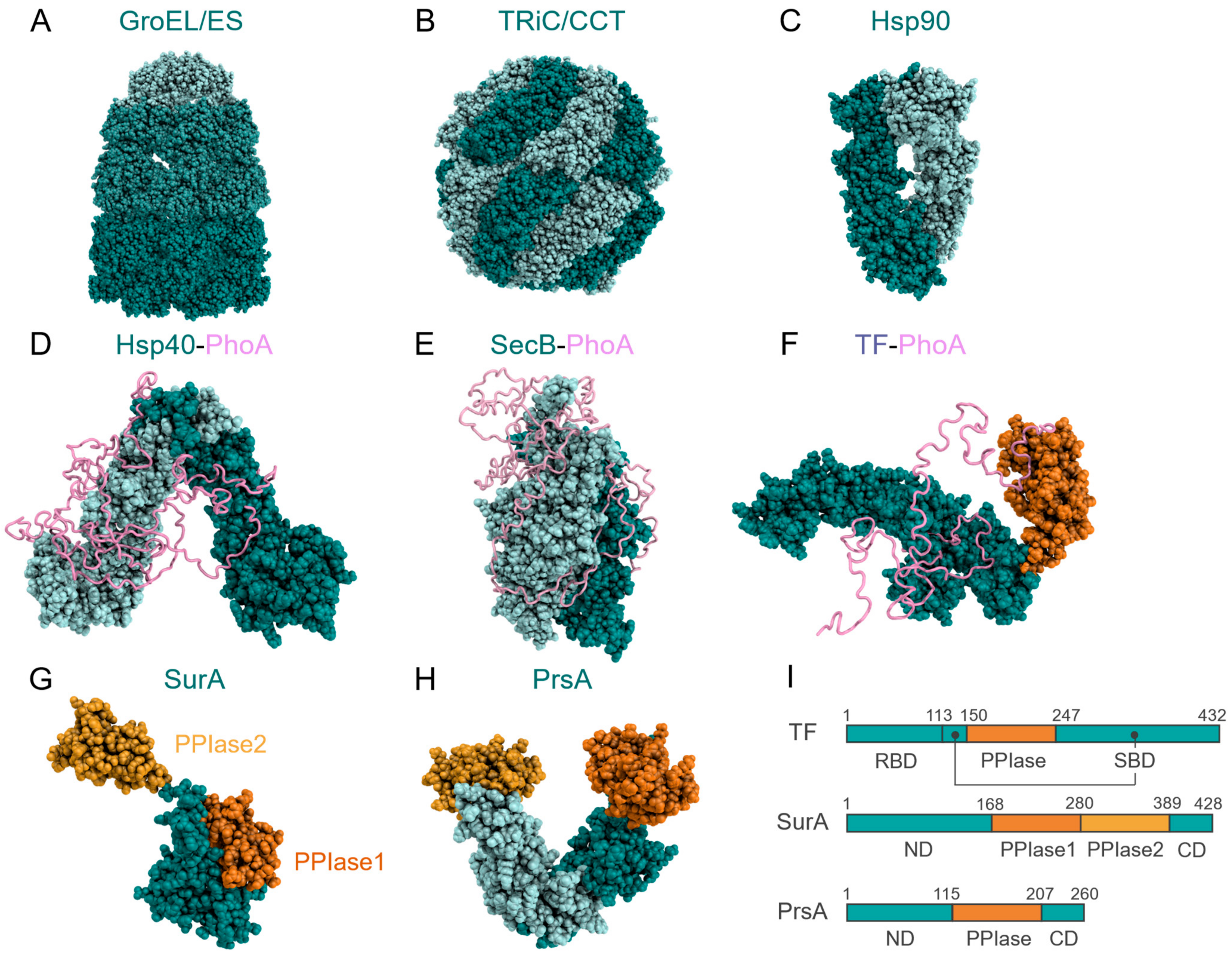 Siwakorn ページ Structural and Kinetic Views of Molecular Chaperones in