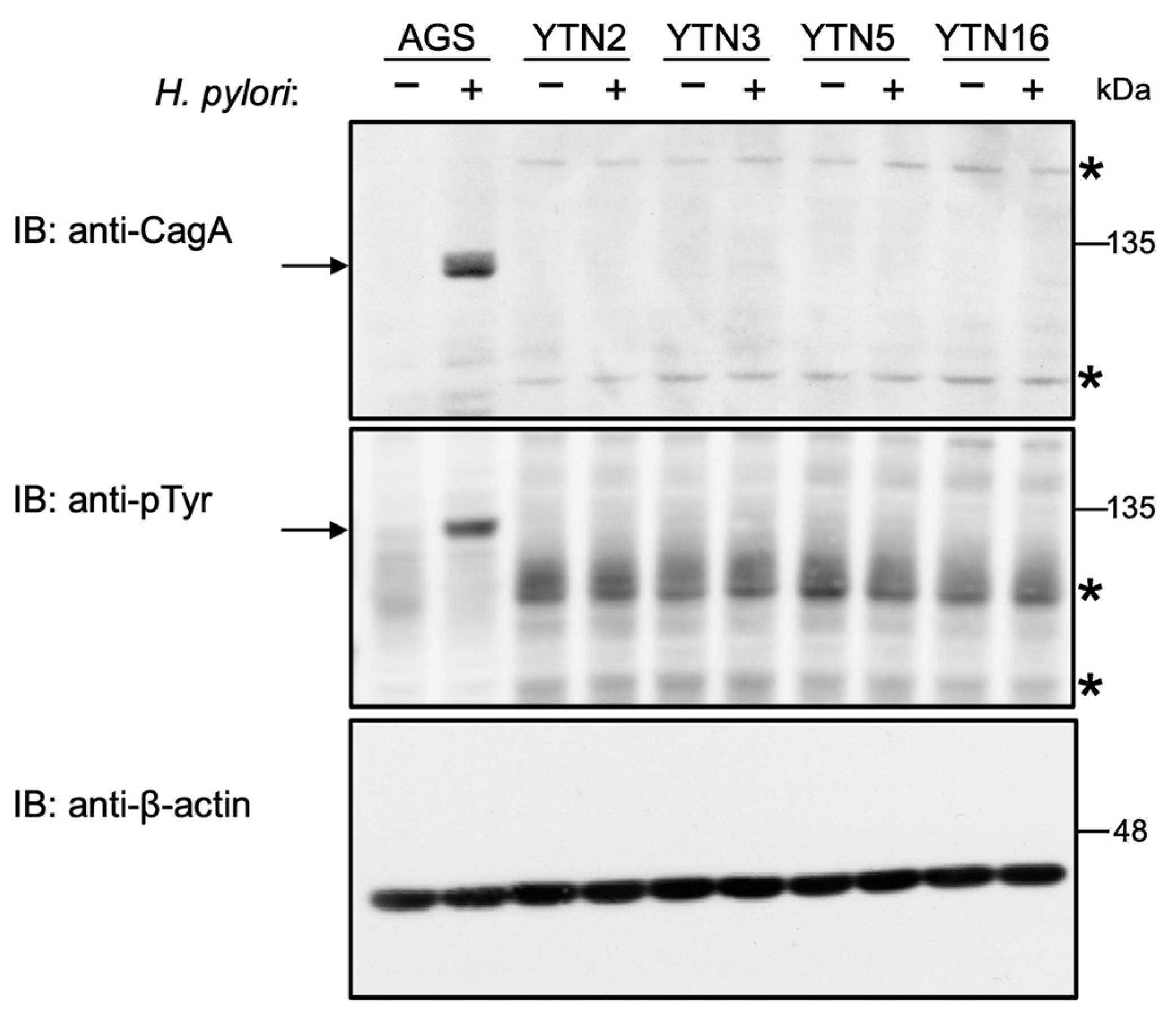 Ijms 23 02492 g002 Ijms 23 02492 g002