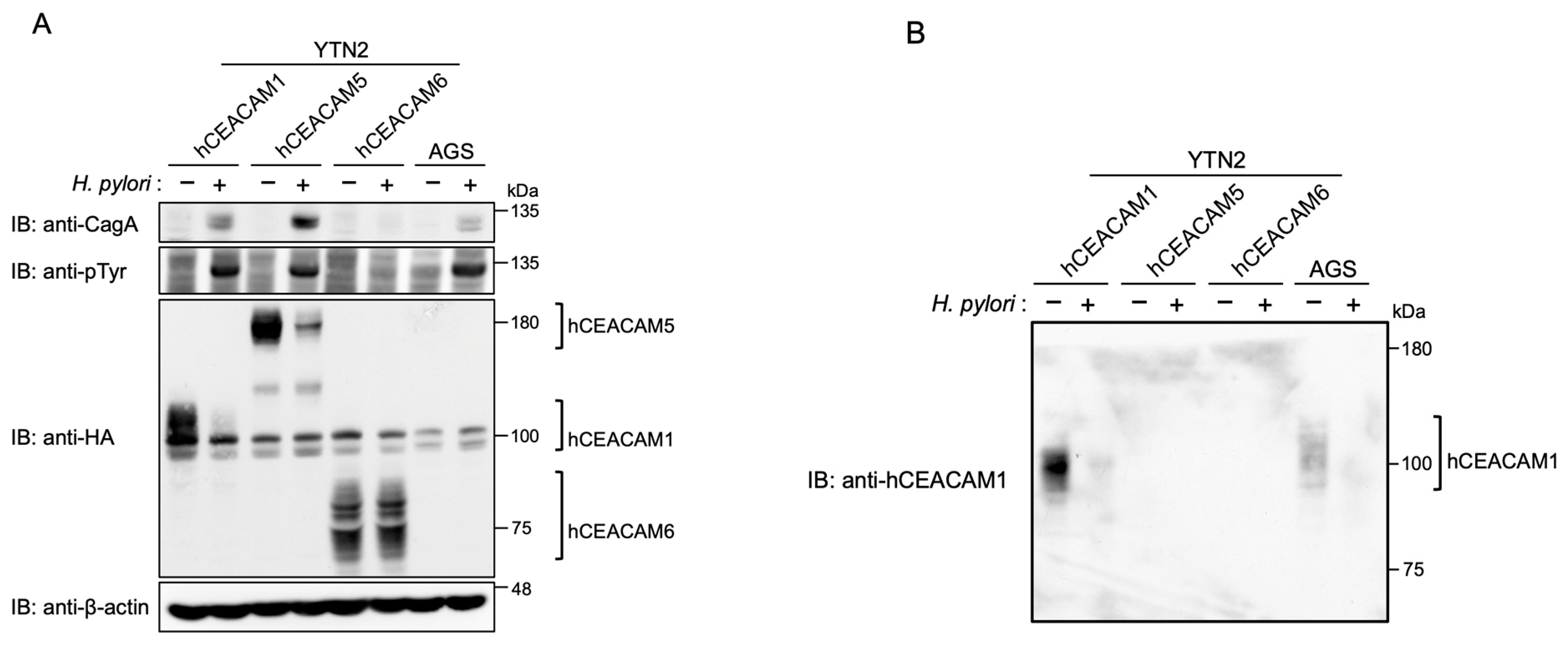 Ijms 23 02492 g004 Ijms 23 02492 g004