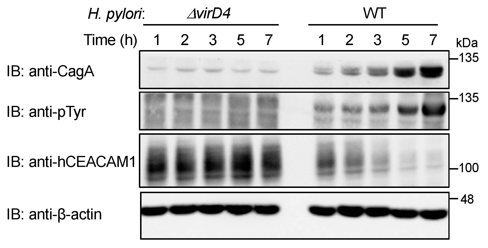 Ijms 23 02492 g005 Ijms 23 02492 g005