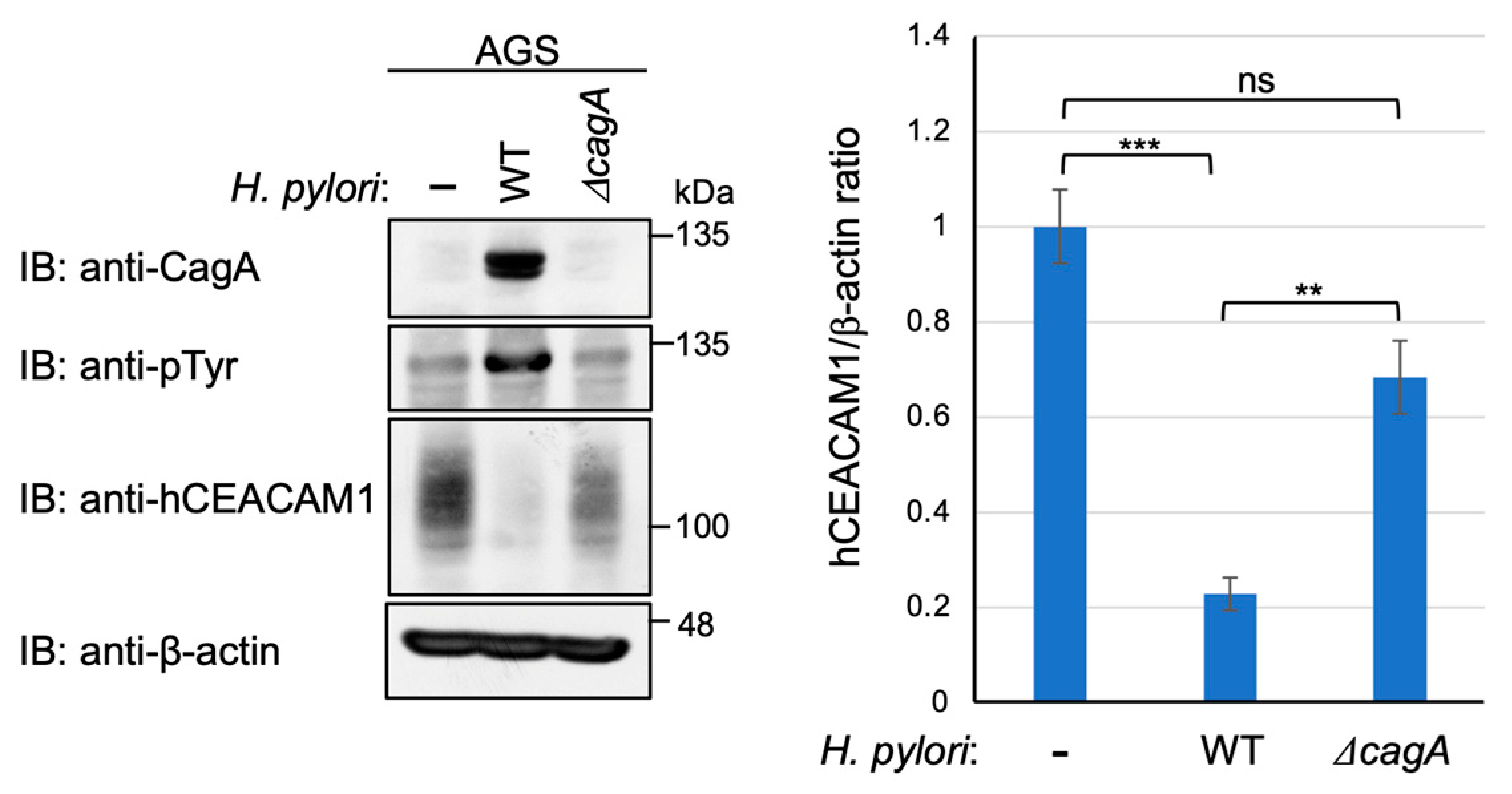 Ijms 23 02492 g006 Ijms 23 02492 g006