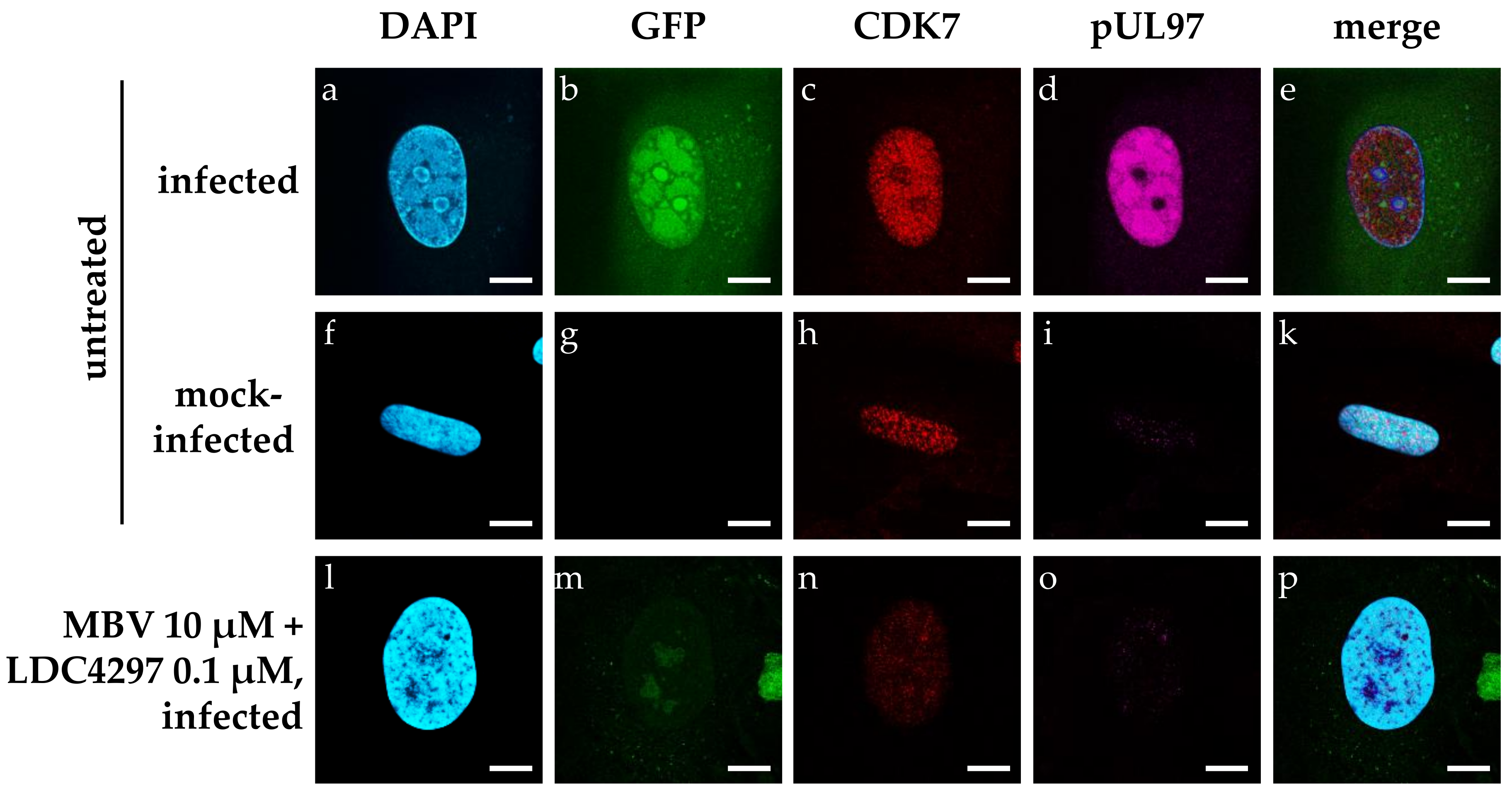 Ijms 23 02493 g003 Ijms 23 02493 g003