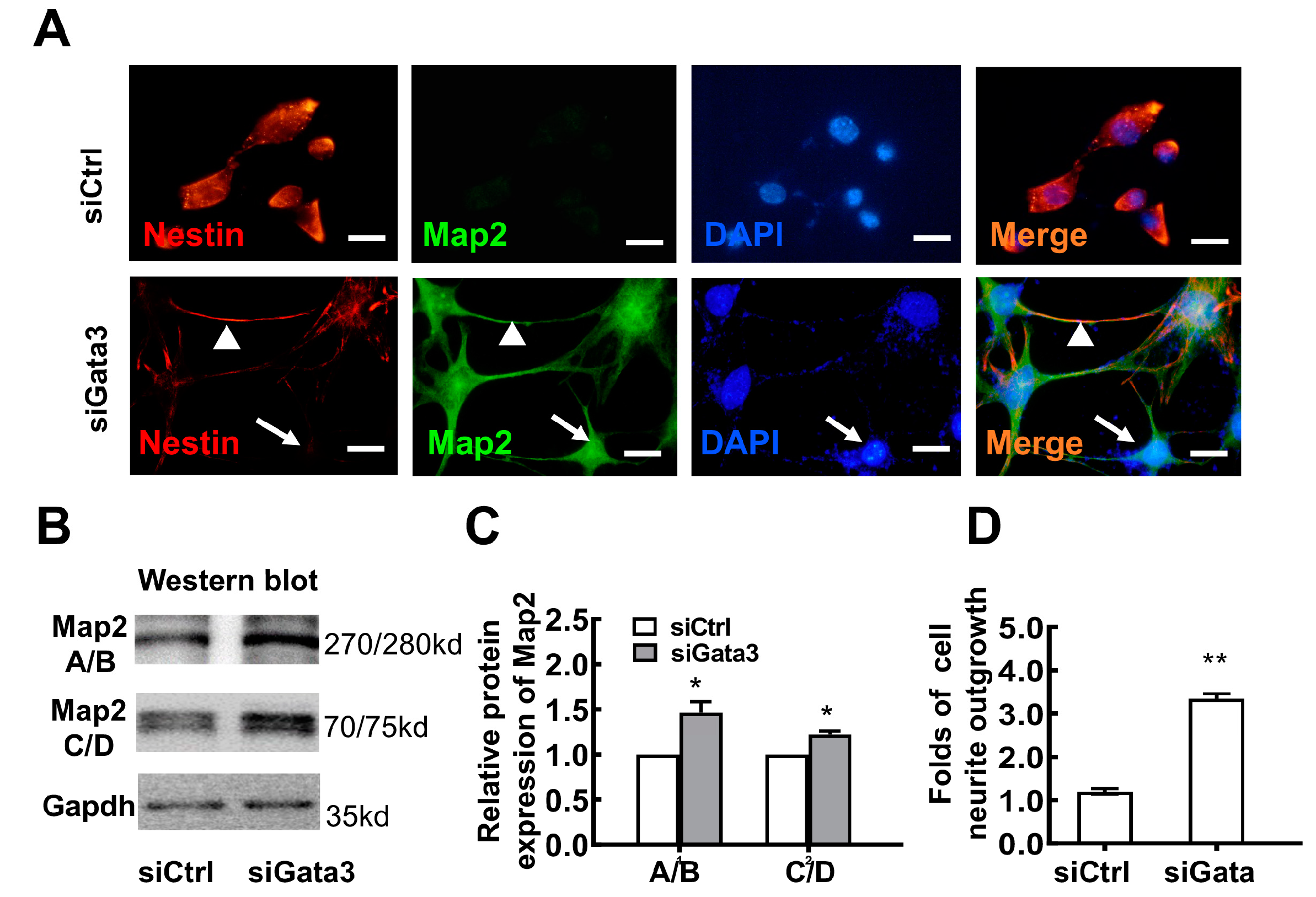Gata3 Silencing Is Involved in Neuronal Differentiation and Its ...