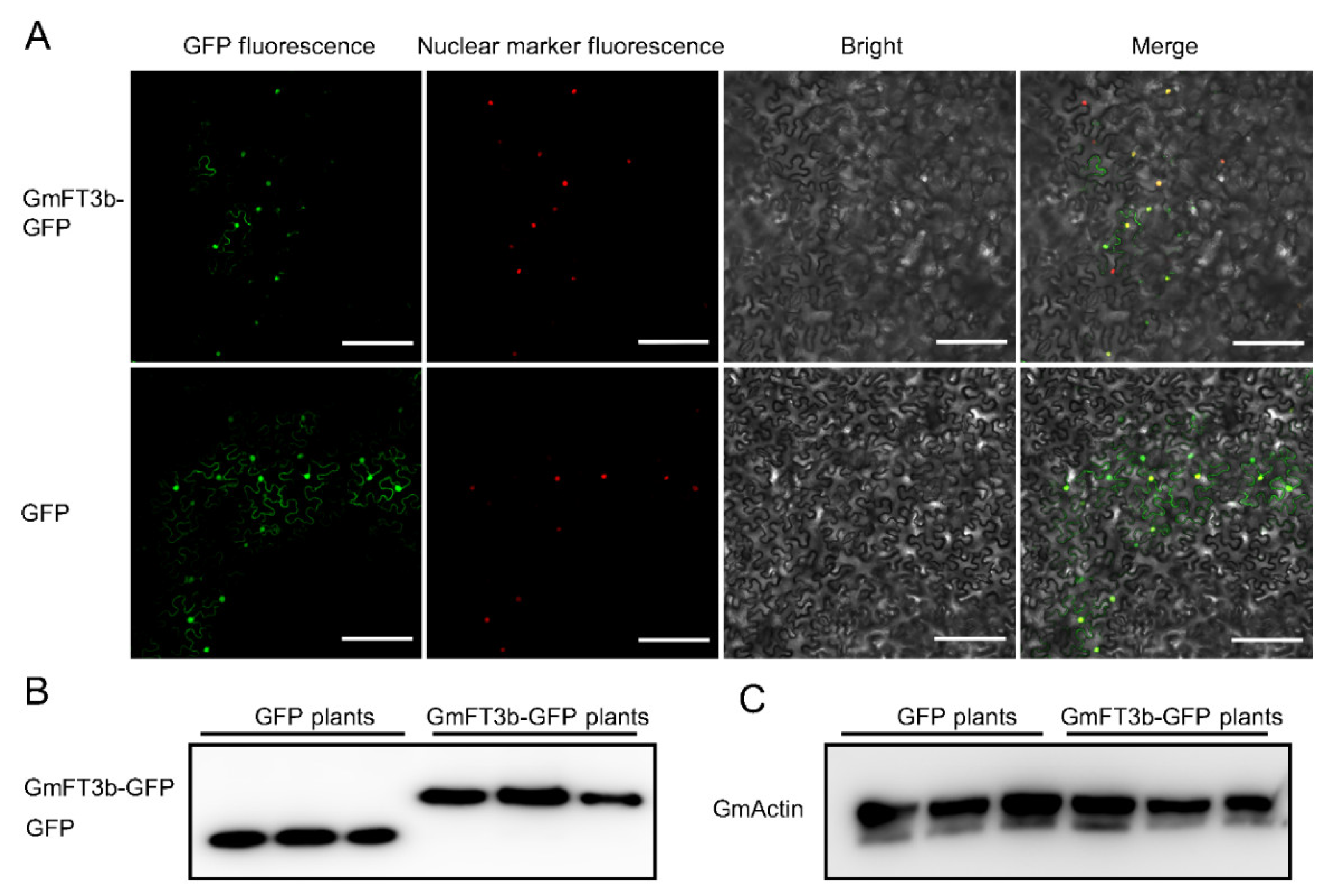 Ijms 23 02497 g002 550