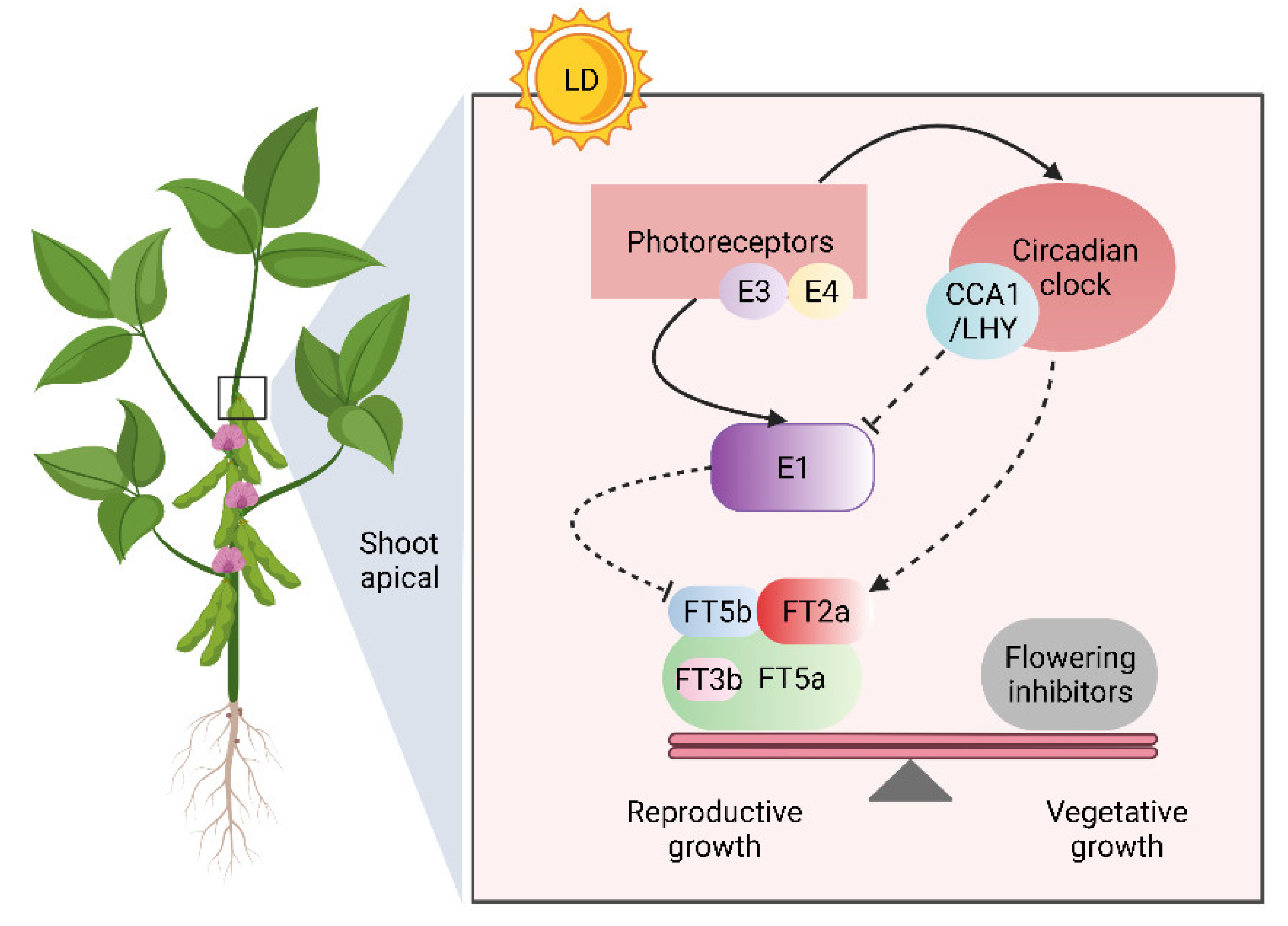 Ijms 23 02497 g007 550