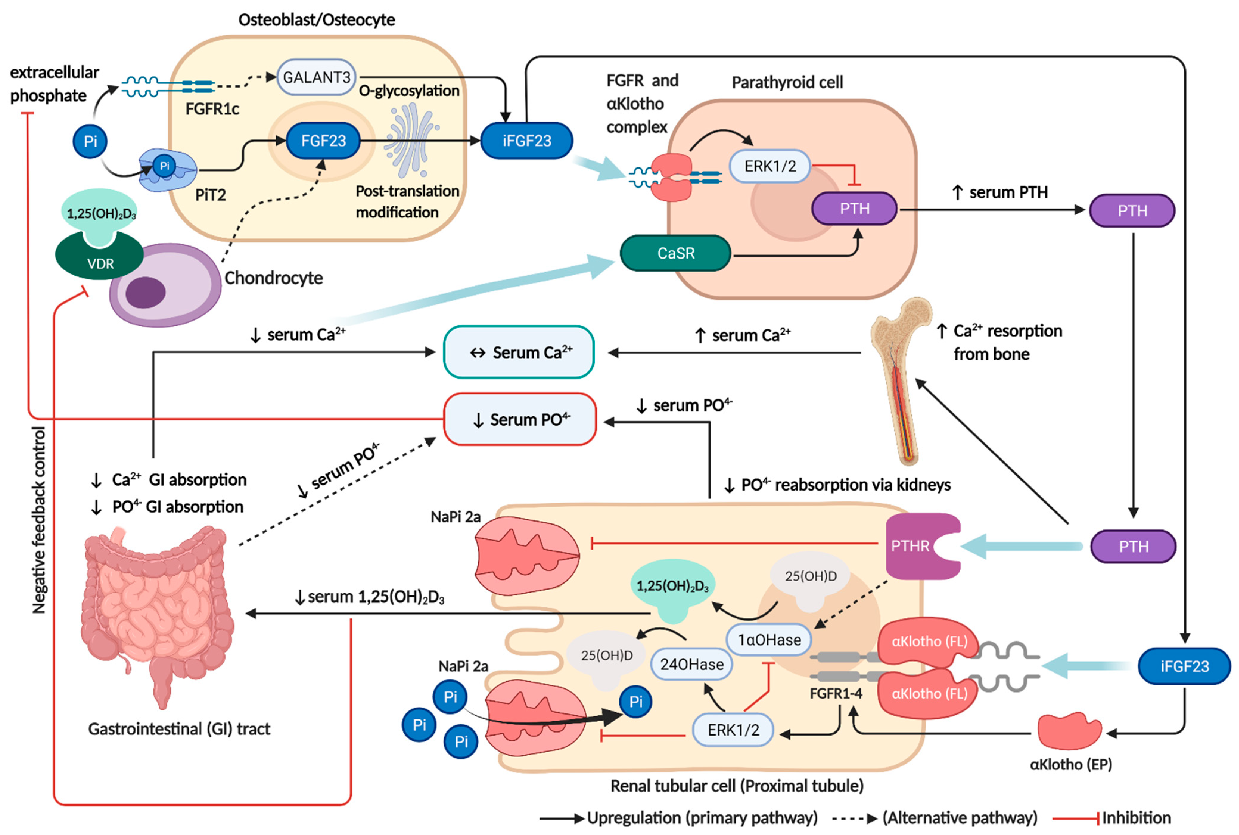Ijms 23 02500 g001 Ijms 23 02500 g001
