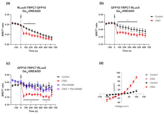 IJMS | Free Full-Text | Monitoring TRPC7 Conformational Changes by 