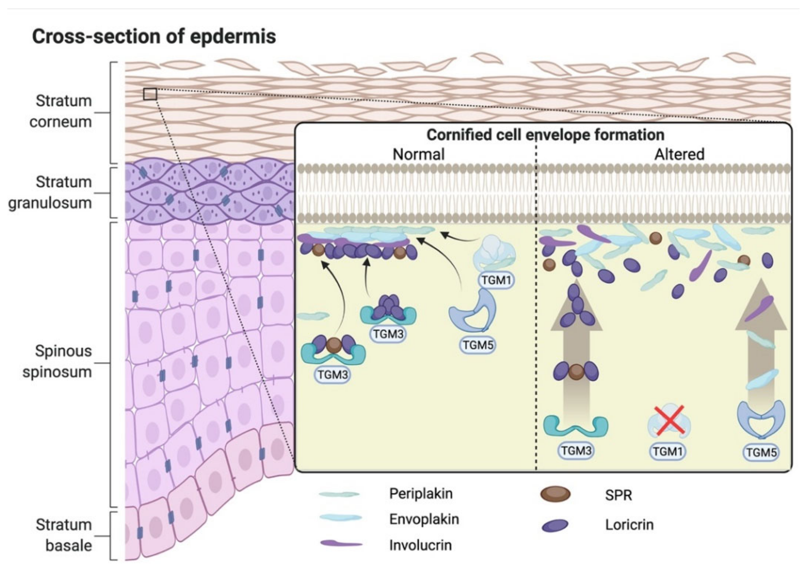 Ijms 23 02506 g001 Ijms 23 02506 g001