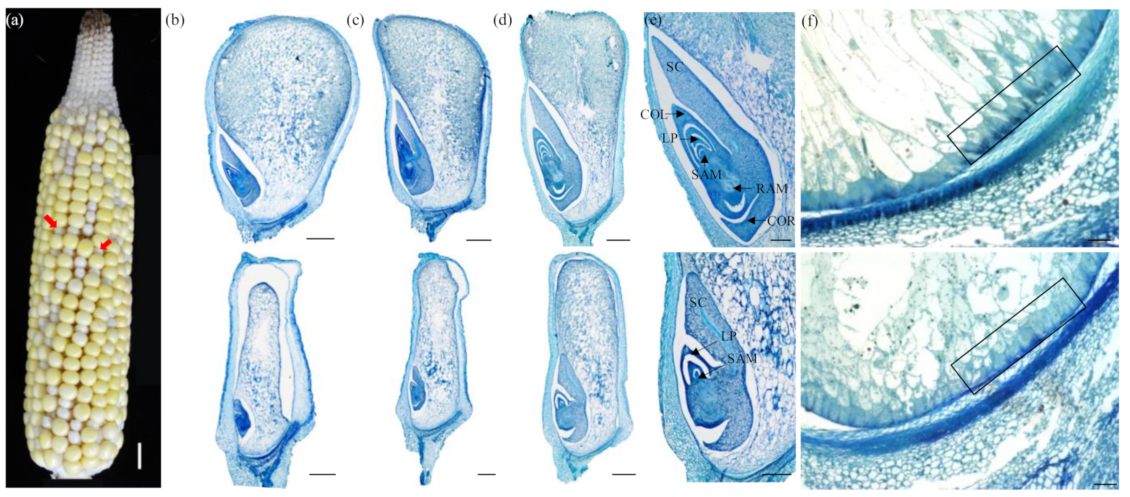 Ijms 23 02513 g002 550