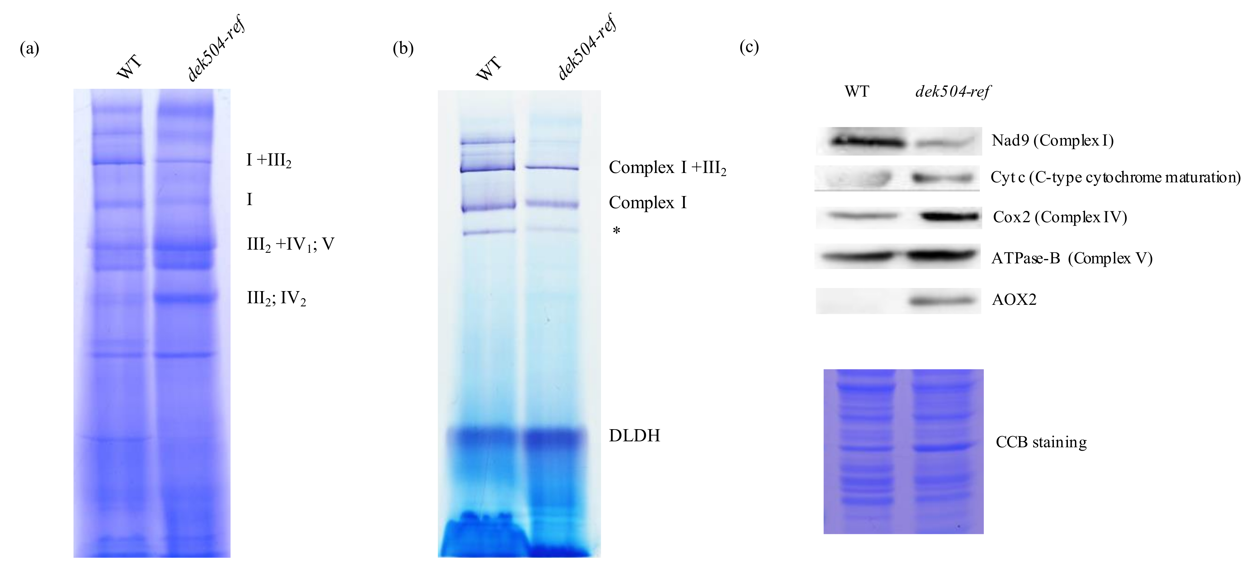 Ijms 23 02513 g006 550