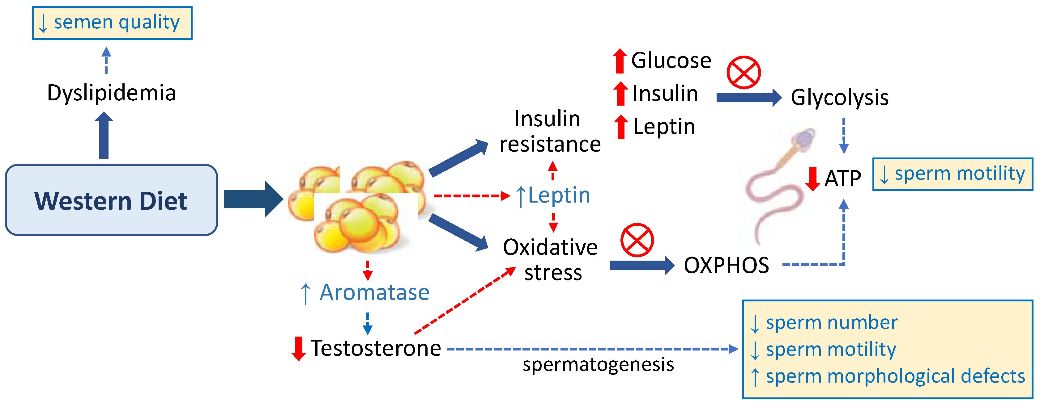 Azoospermia Treatment In Chennai