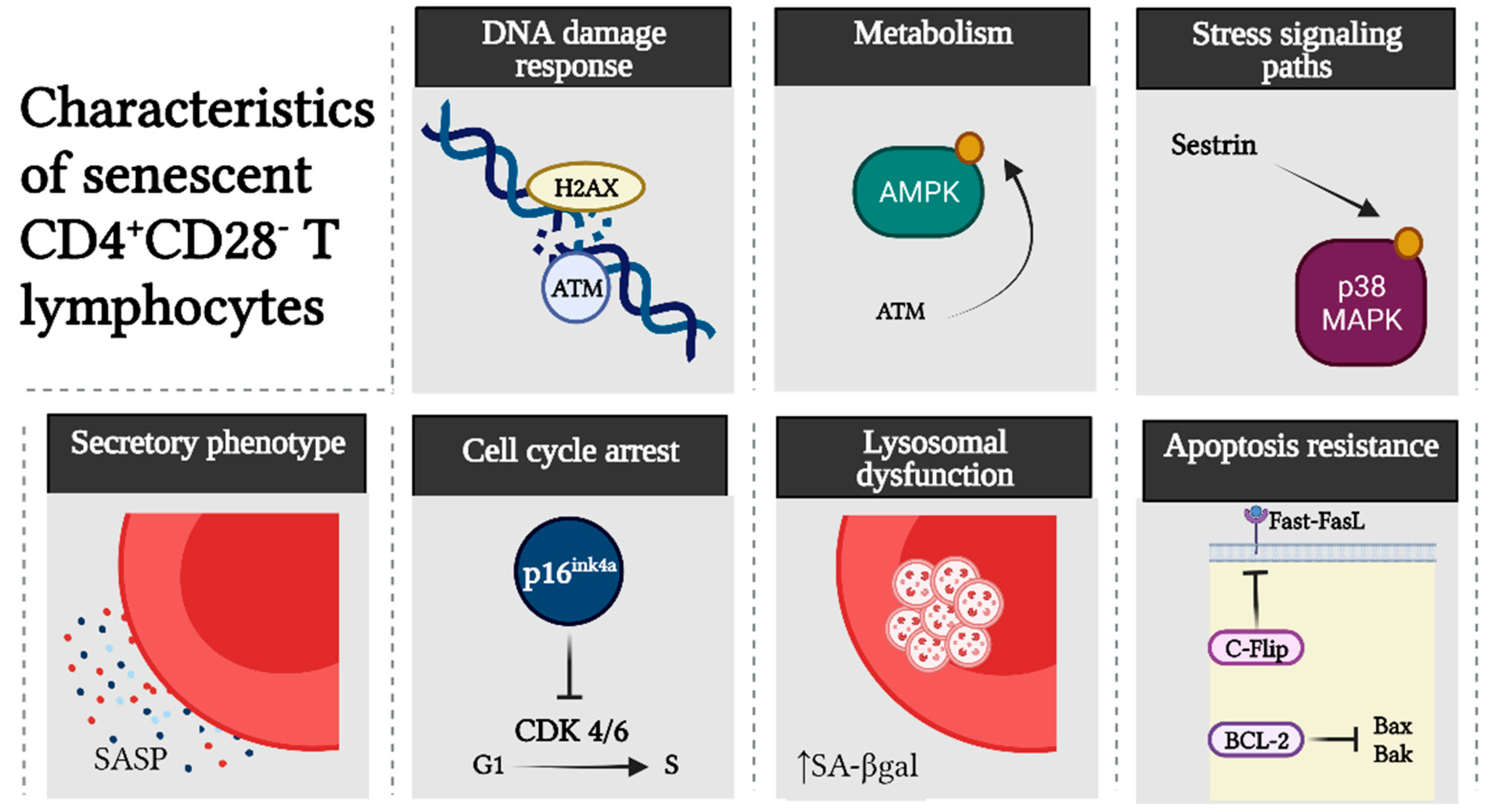 Ijms 23 02543 g003 550