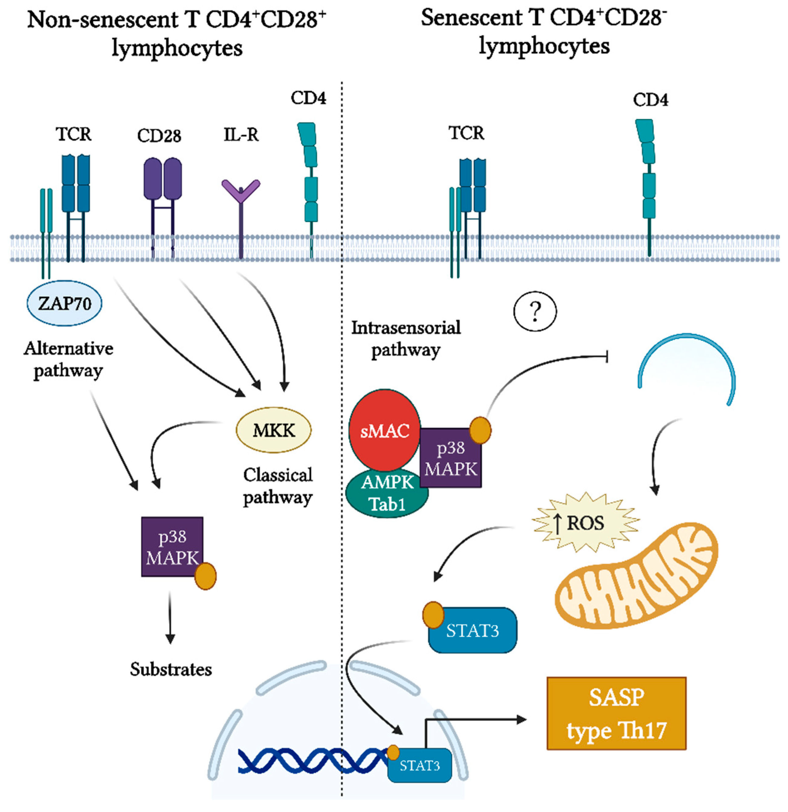 Ijms 23 02543 g006 550