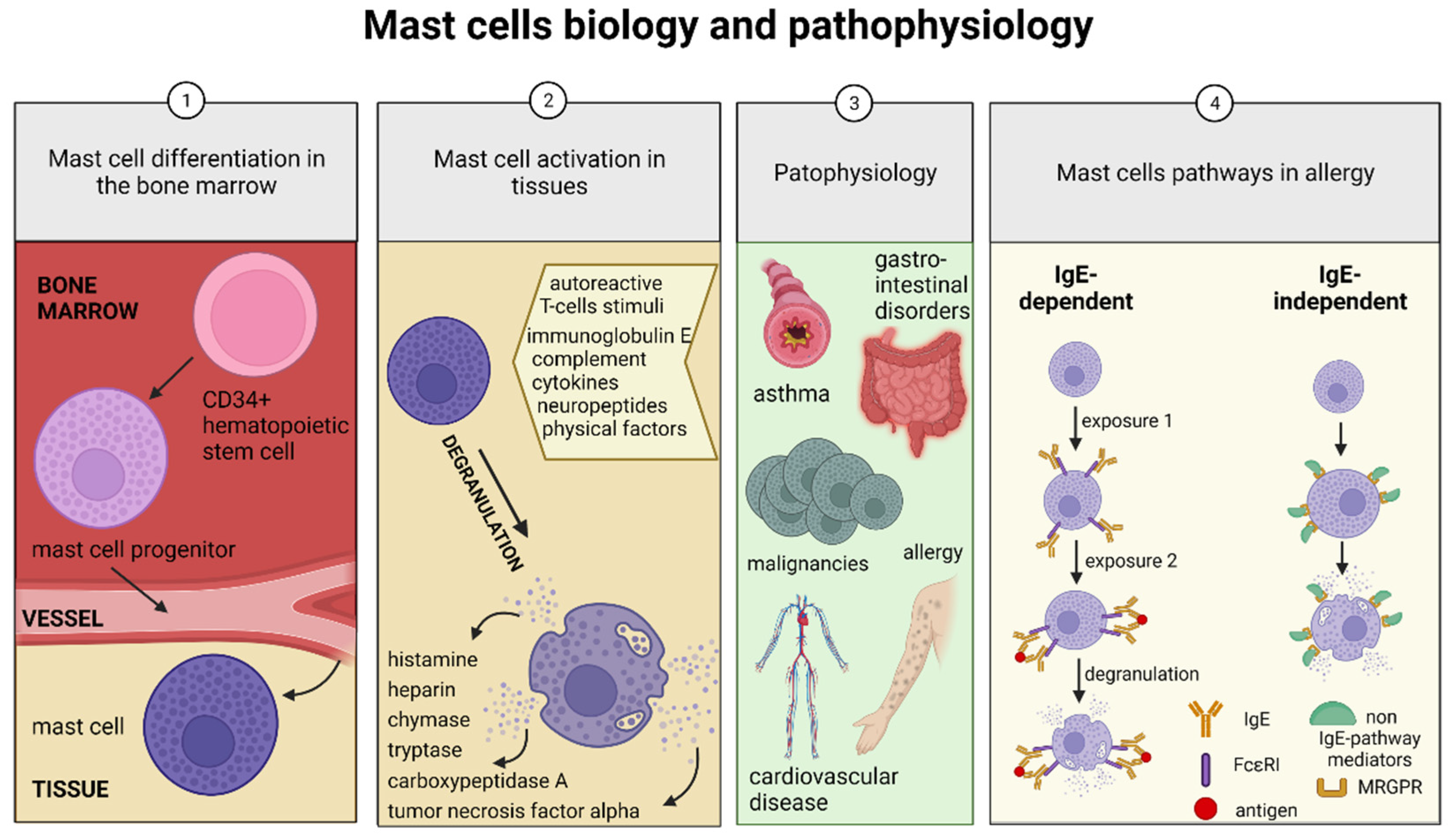 IJMS Free Full-Text Mast Cells in the Mammalian Testis and Epididymisandmdash;Animal Models and Detection Methods