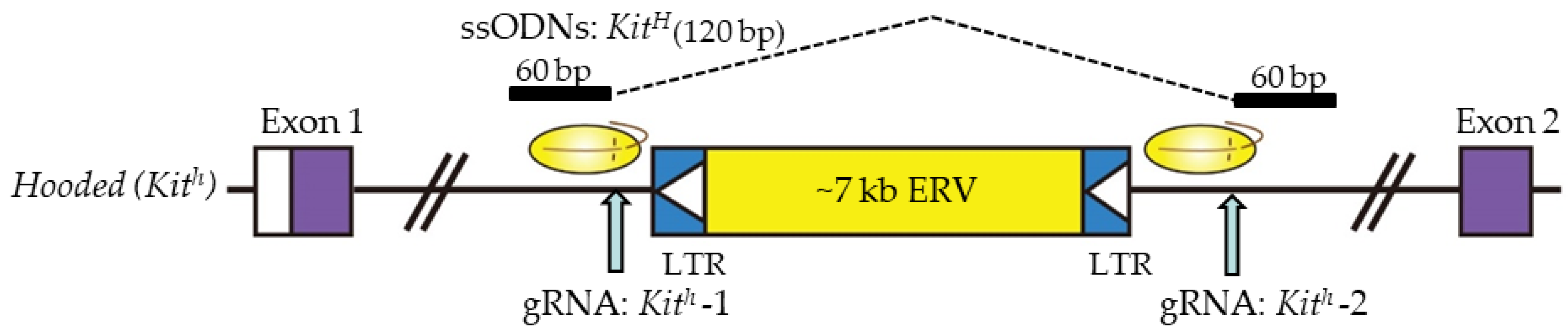 Ijms 23 02548 g002 Ijms 23 02548 g002