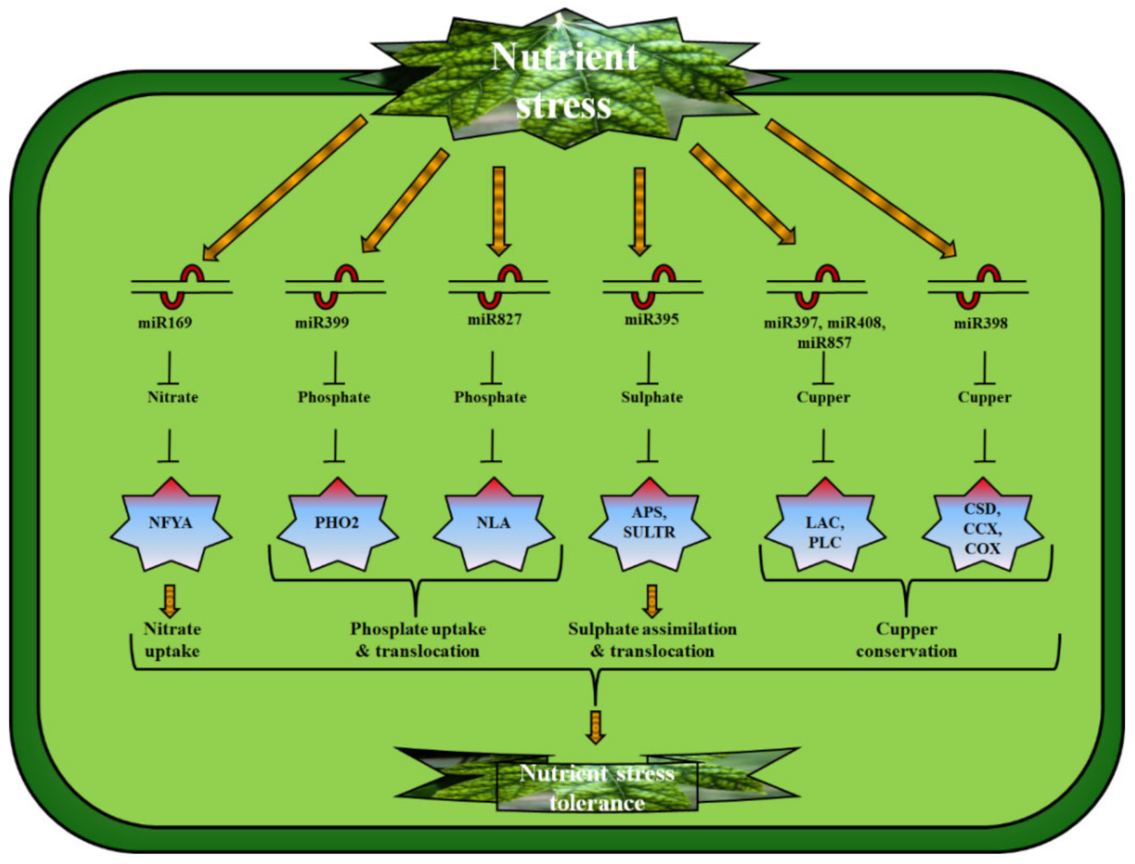 Ijms 23 02562 g002 550