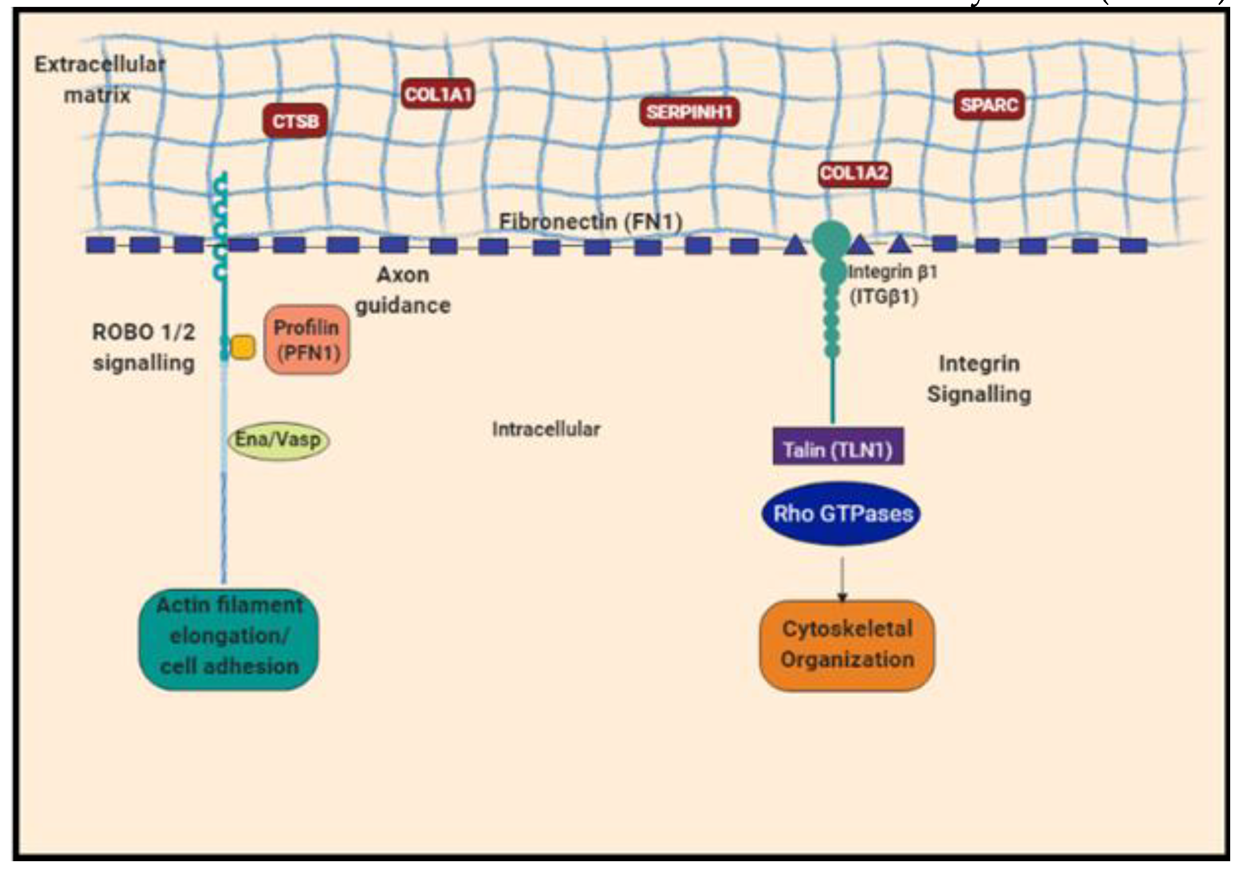 Ijms 23 02572 g007 550