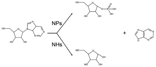 Structure−Activity Relationship of Purine Ribonucleosides for