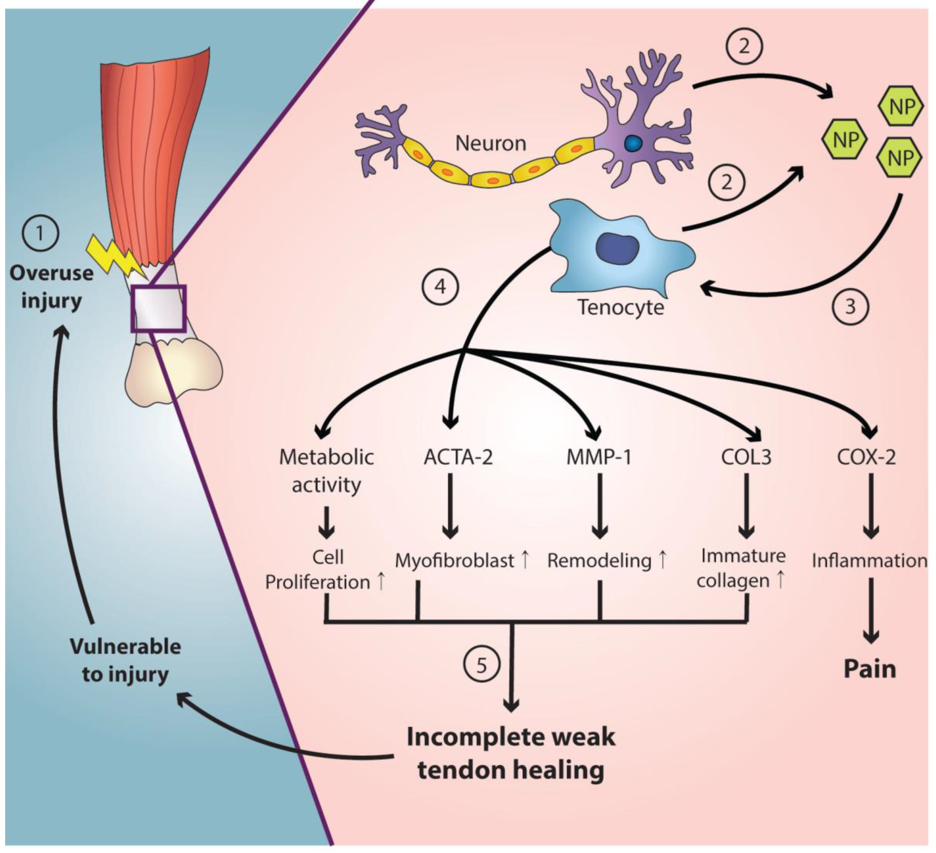 Ijms 23 02583 g001 Ijms 23 02583 g001