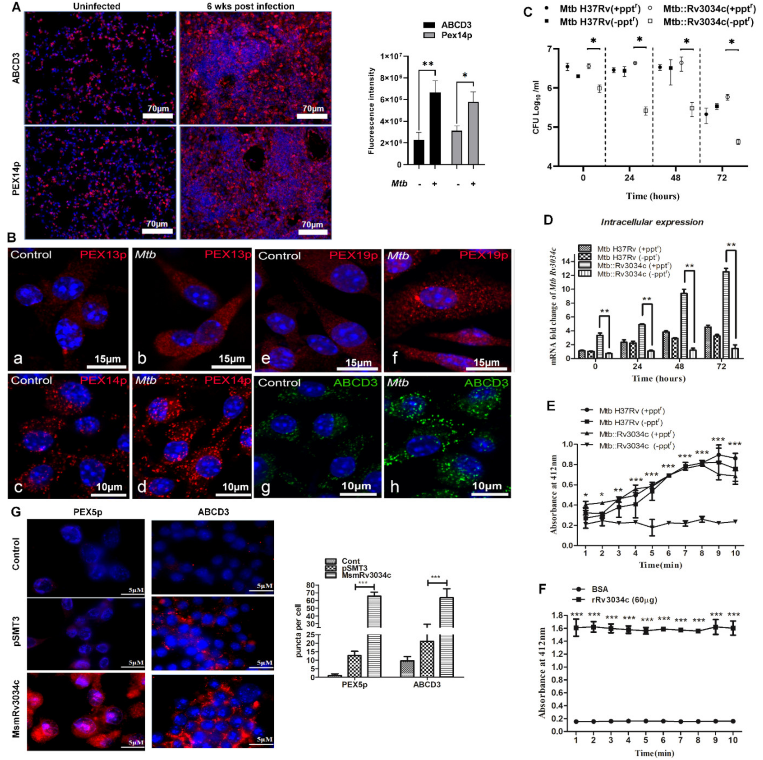 健康・医学 Tuberculosis Mycobacterium tuberculosis Acetyltransferase Suppresses