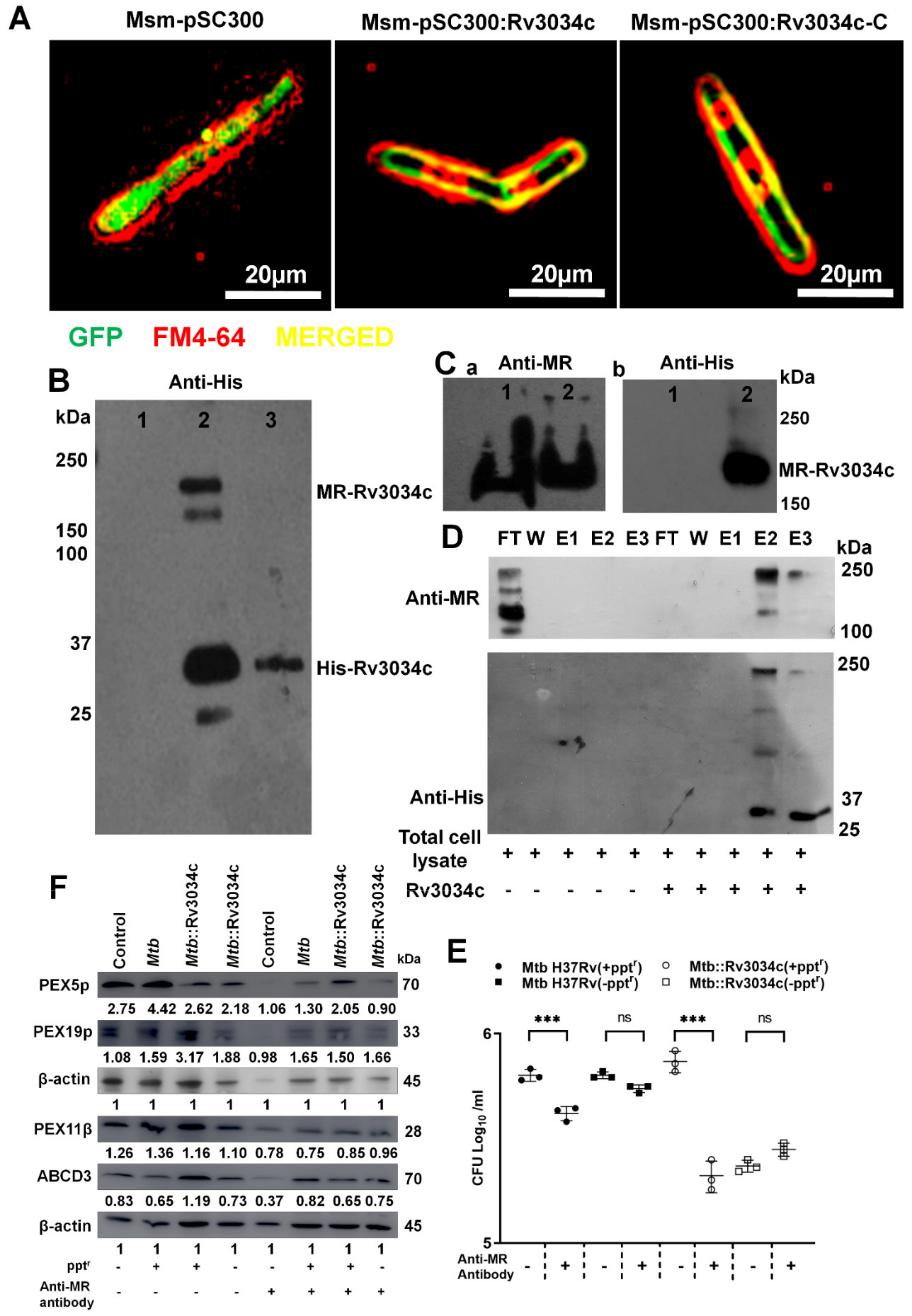 Ijms 23 02584 g004 550