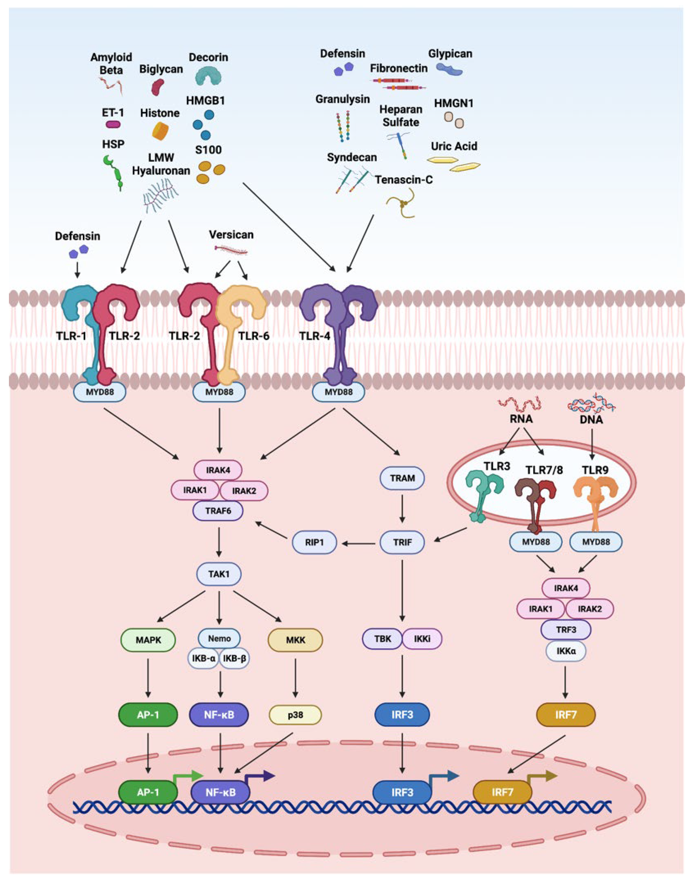 Damage-Associated Molecular Patterns (DAMPs) in Retinal