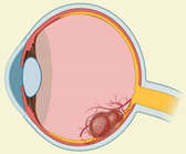 Ijms 23 02591 i004 Ijms 23 02591 i004