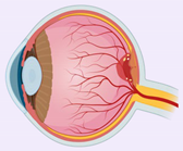 Ijms 23 02591 i007 Ijms 23 02591 i007