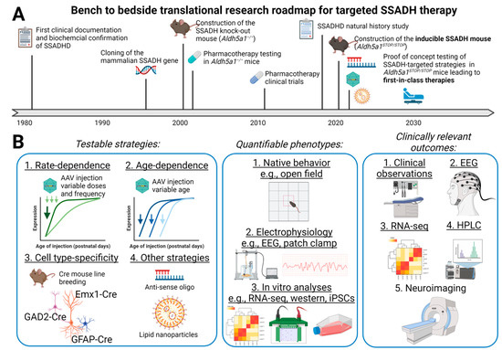 Understanding the Molecular Mechanisms of Succinic