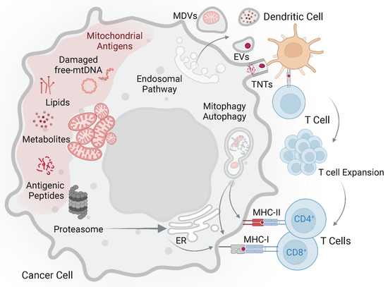 Mitochondrial Proteins as Source of Cancer Neoantigens
