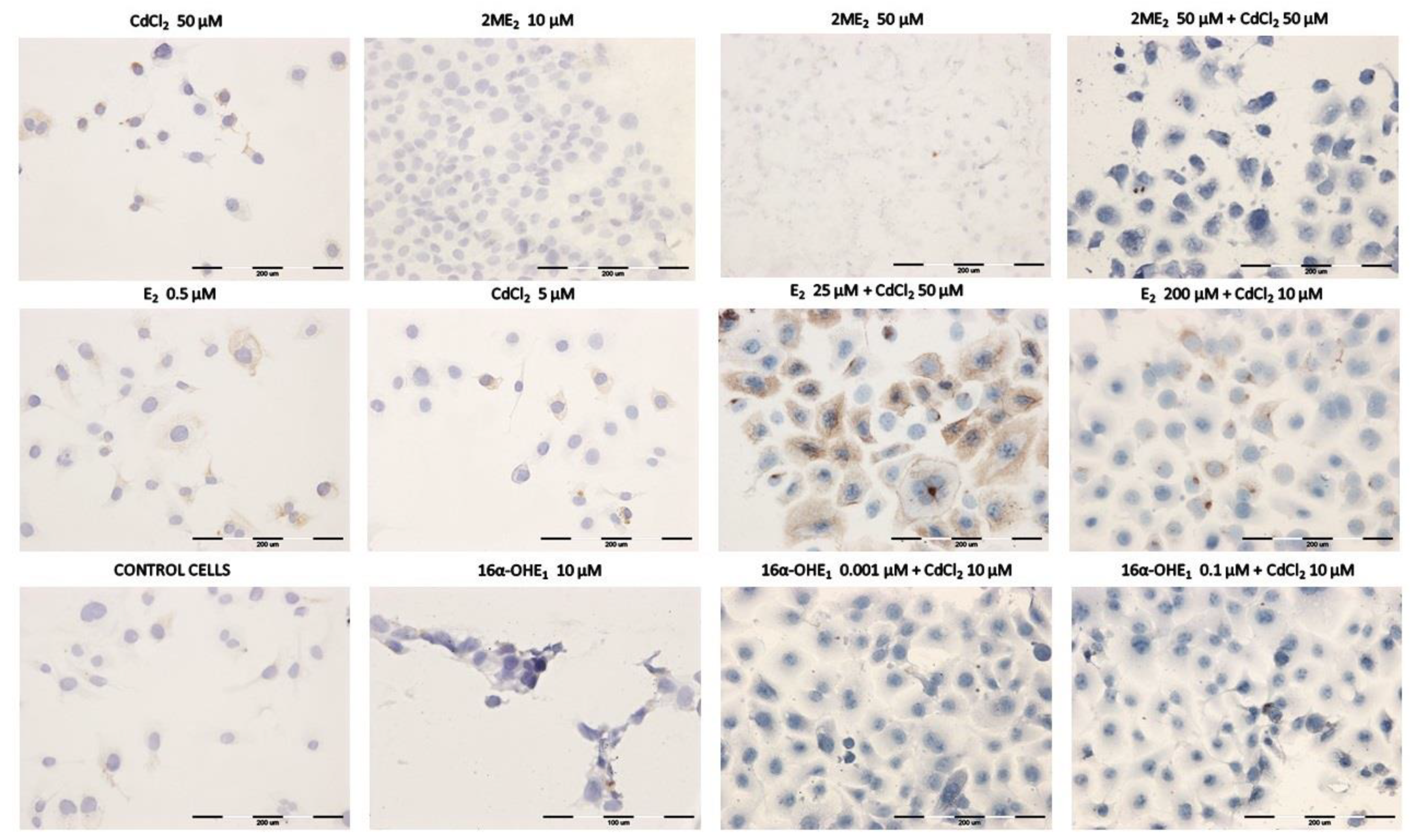 Ijms 23 02628 g006 550