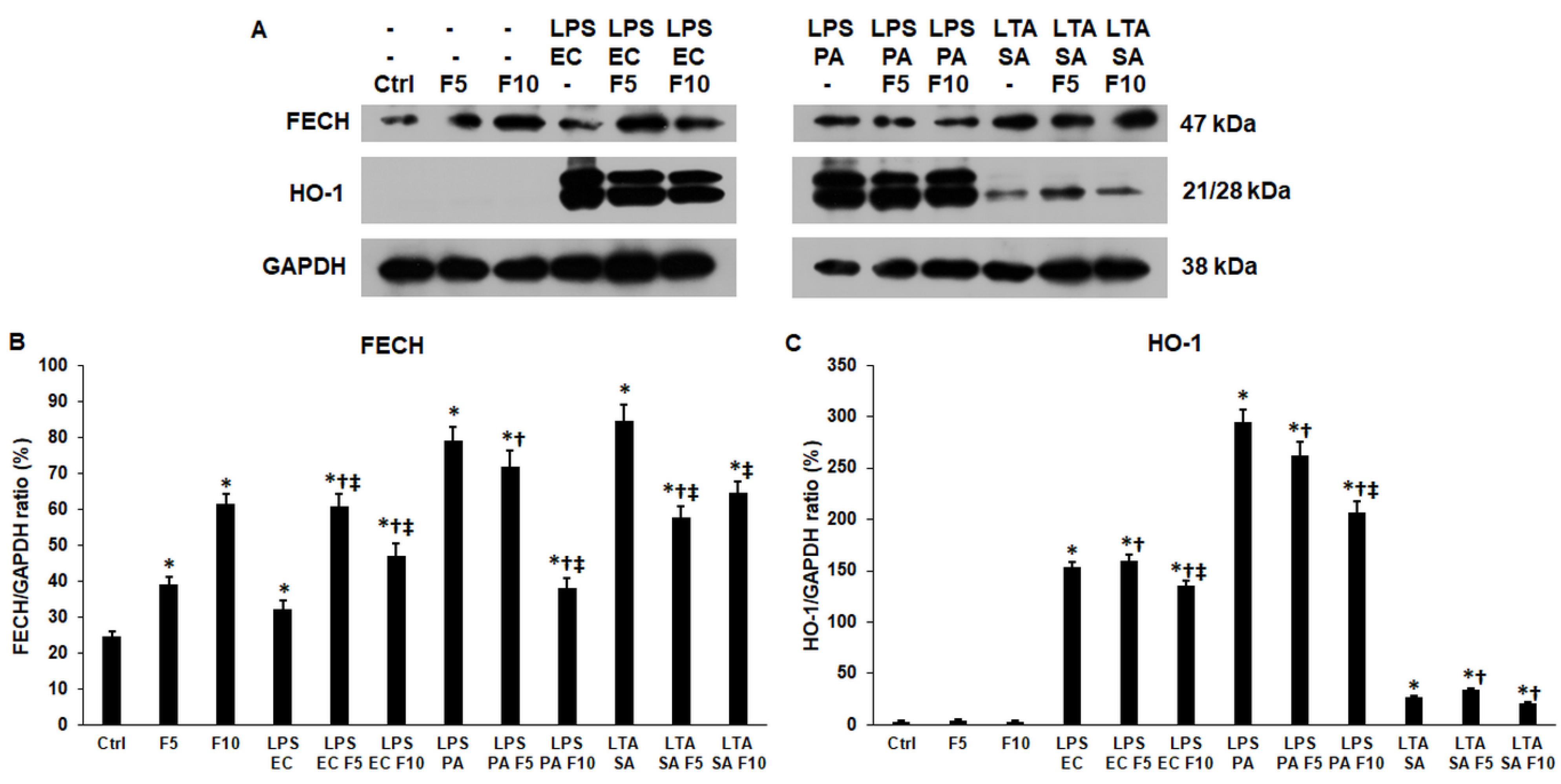 Ijms 23 02629 g007 Ijms 23 02629 g007