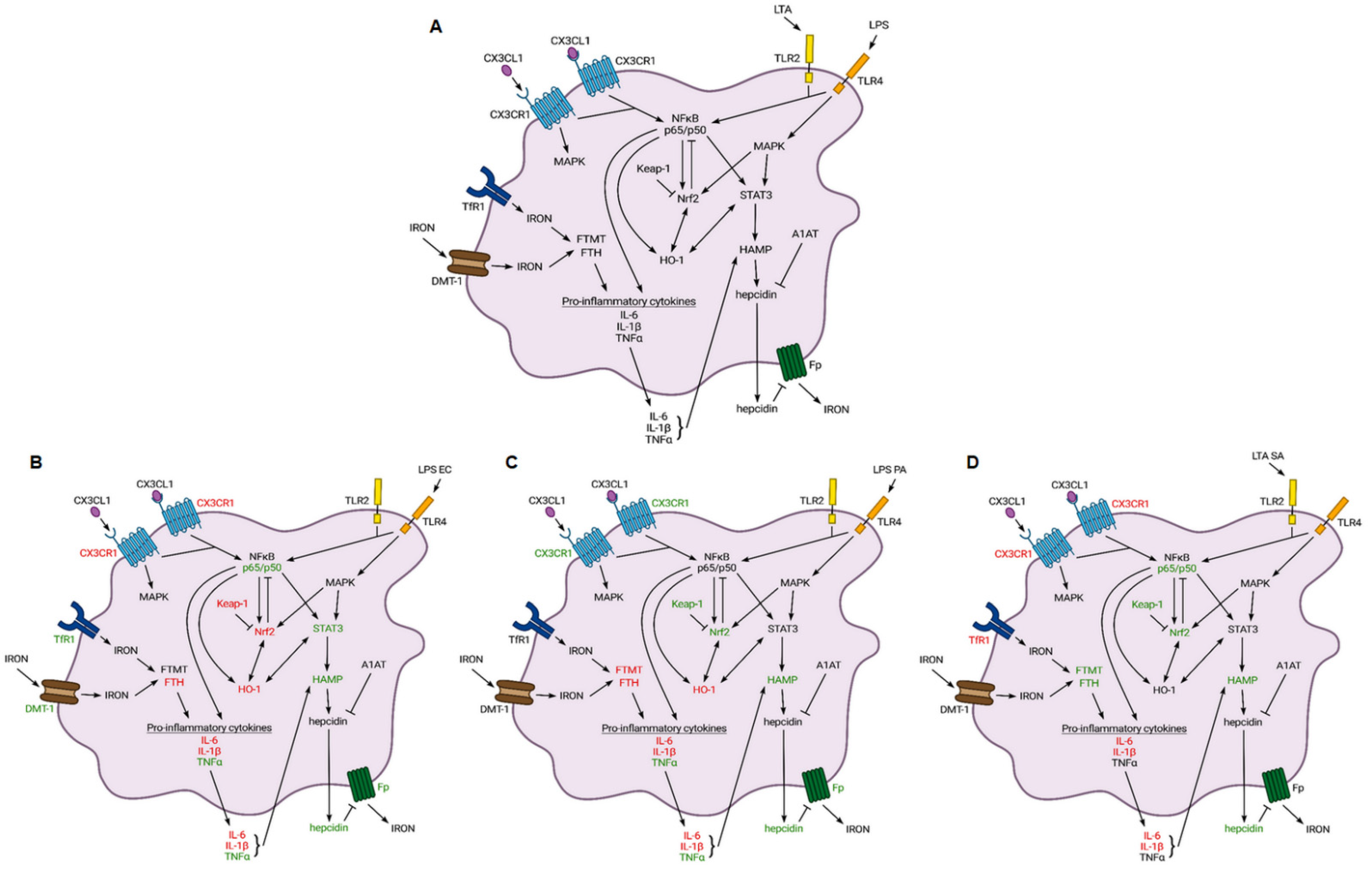 Ijms 23 02629 g009 Ijms 23 02629 g009