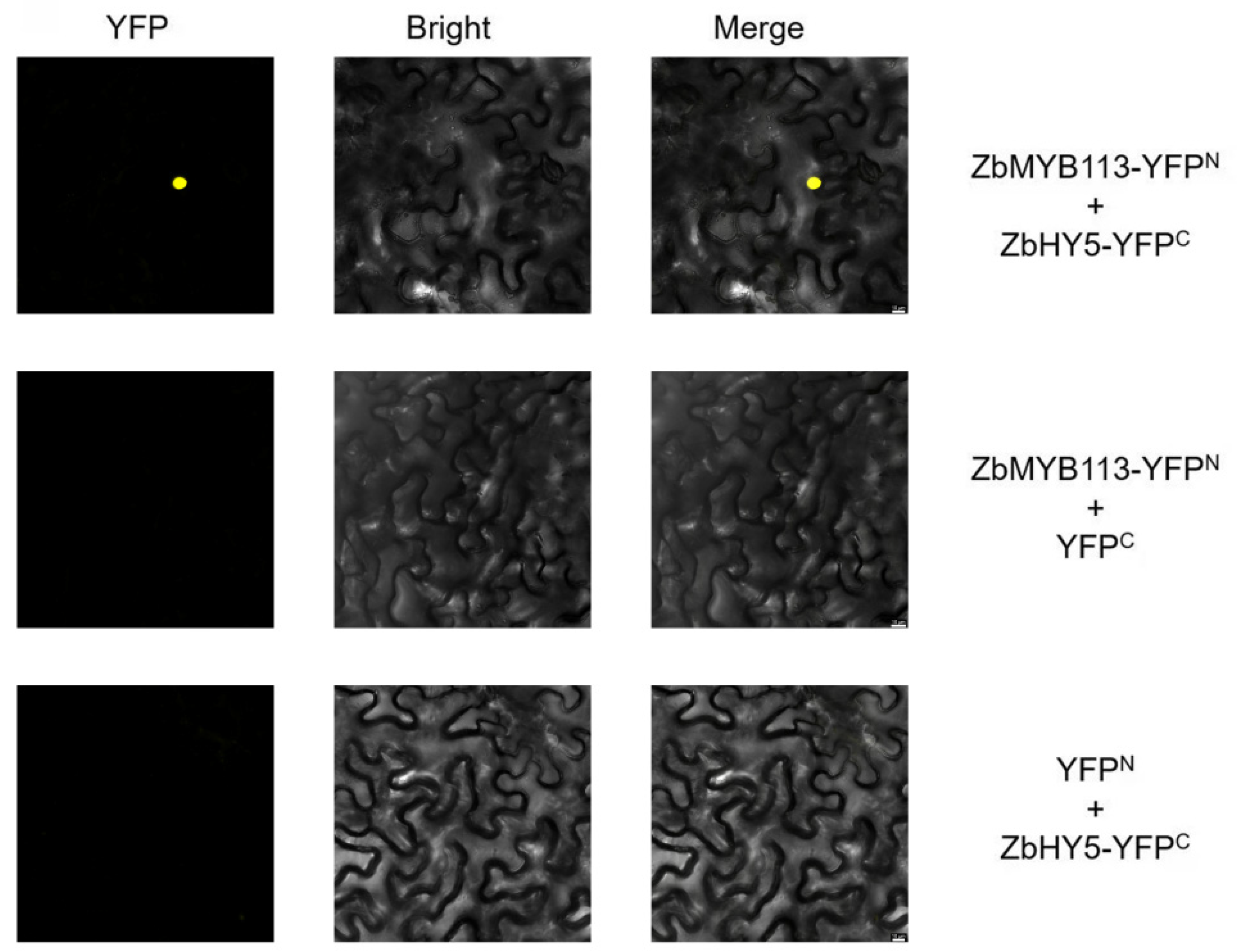 Ijms 23 02651 g006 550