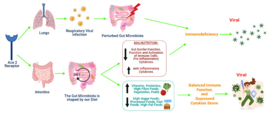 Malnutrition and Dietary Habits Alter the Immune System Which May ...