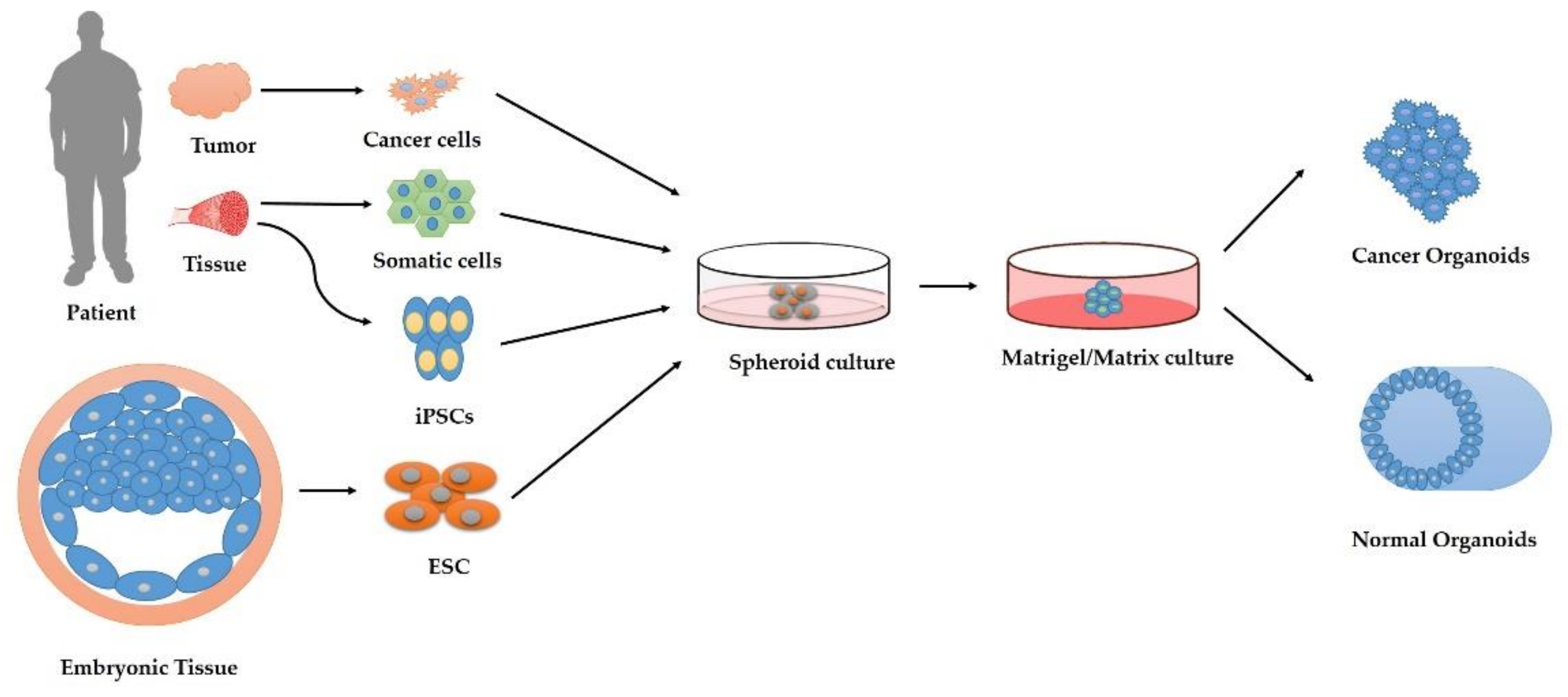 Ijms 23 02662 g004 Ijms 23 02662 g004