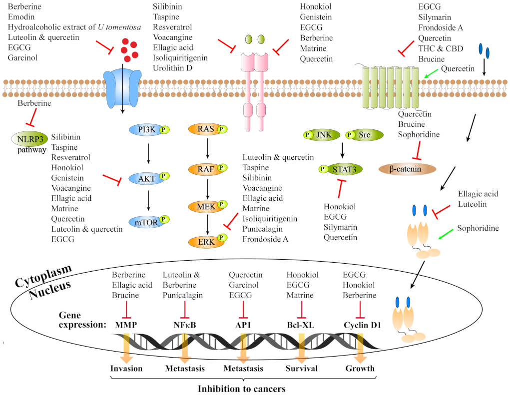 Ijms 23 02672 g001 Ijms 23 02672 g001