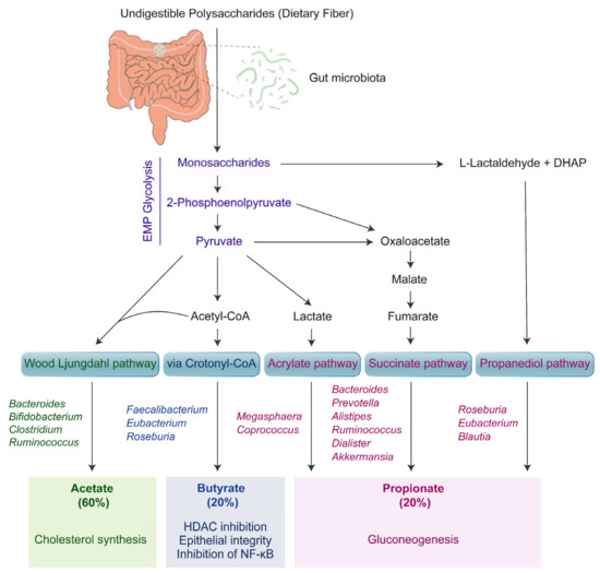 Intertwined Relationship of Mitochondrial Metabolism, Gut