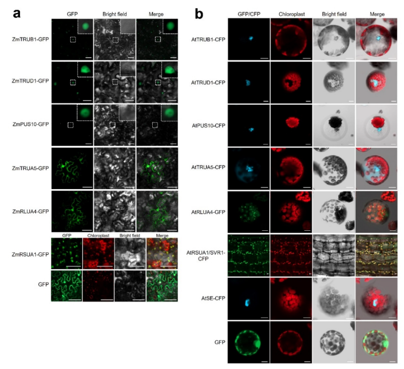 Ijms 23 02680 g006 550