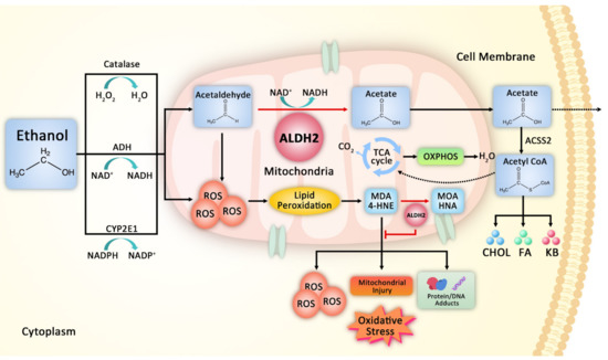Aldehyde Dehydrogenase 2 as a Therapeutic Target in