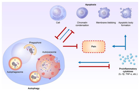 The Role of Autophagy and Apoptosis in Neuropathic Pain Formation