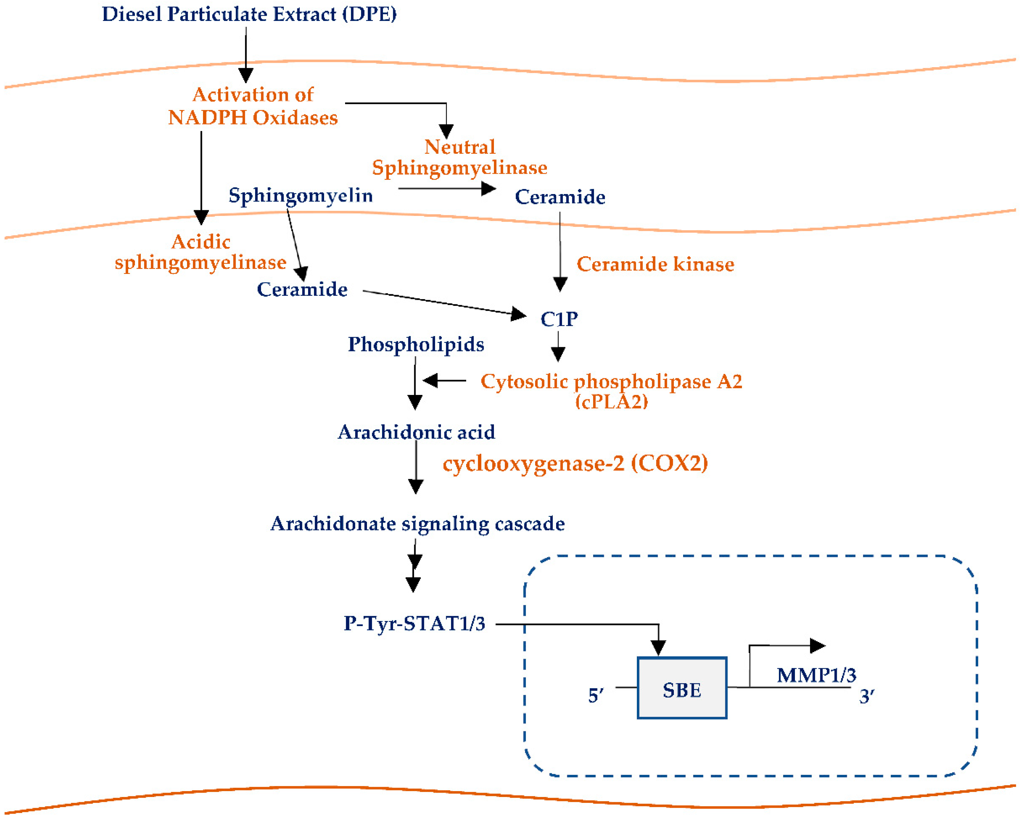 Ijms 23 02691 g009 550