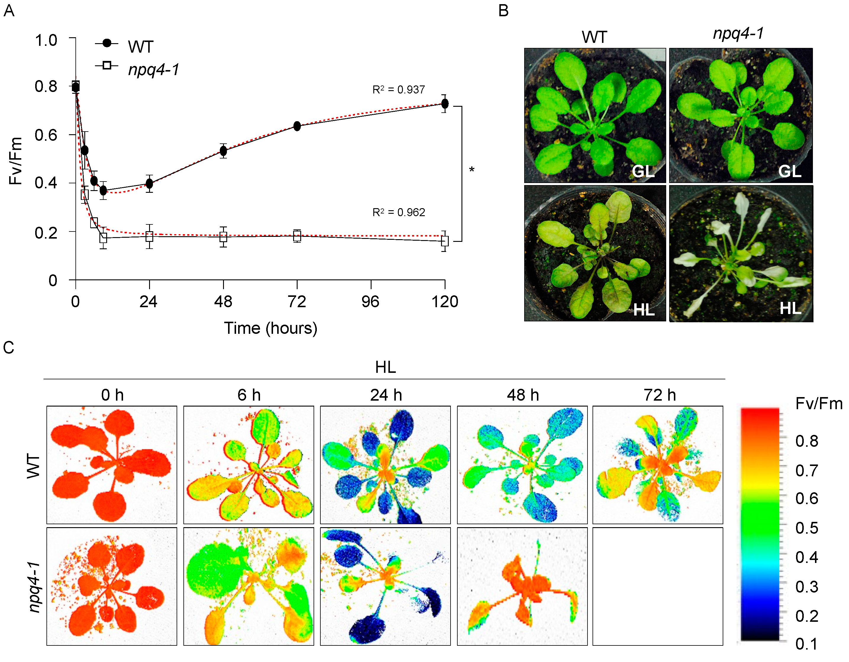 人気ブラドン High Light Acclimation Mechanisms Deficient in a PsbS 邦楽