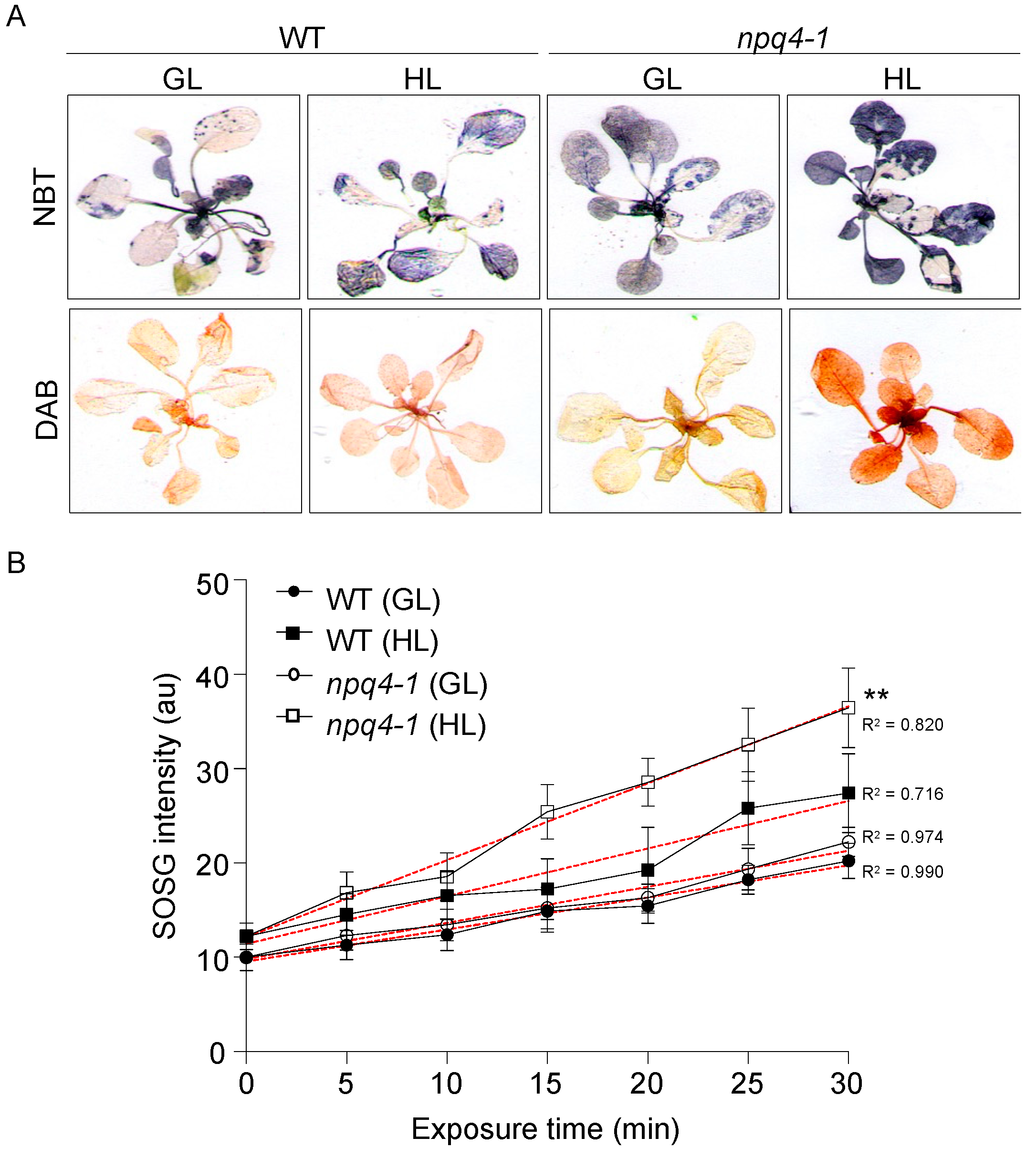 Ijms Free Full Text High Light Acclimation Mechanisms Deficient In A Psbs Knockout Arabidopsis Mutant Html Ijms Free Full Text High Light Acclimation Mechanisms Deficient In A Psbs Knockout Arabidopsis Mutant Html