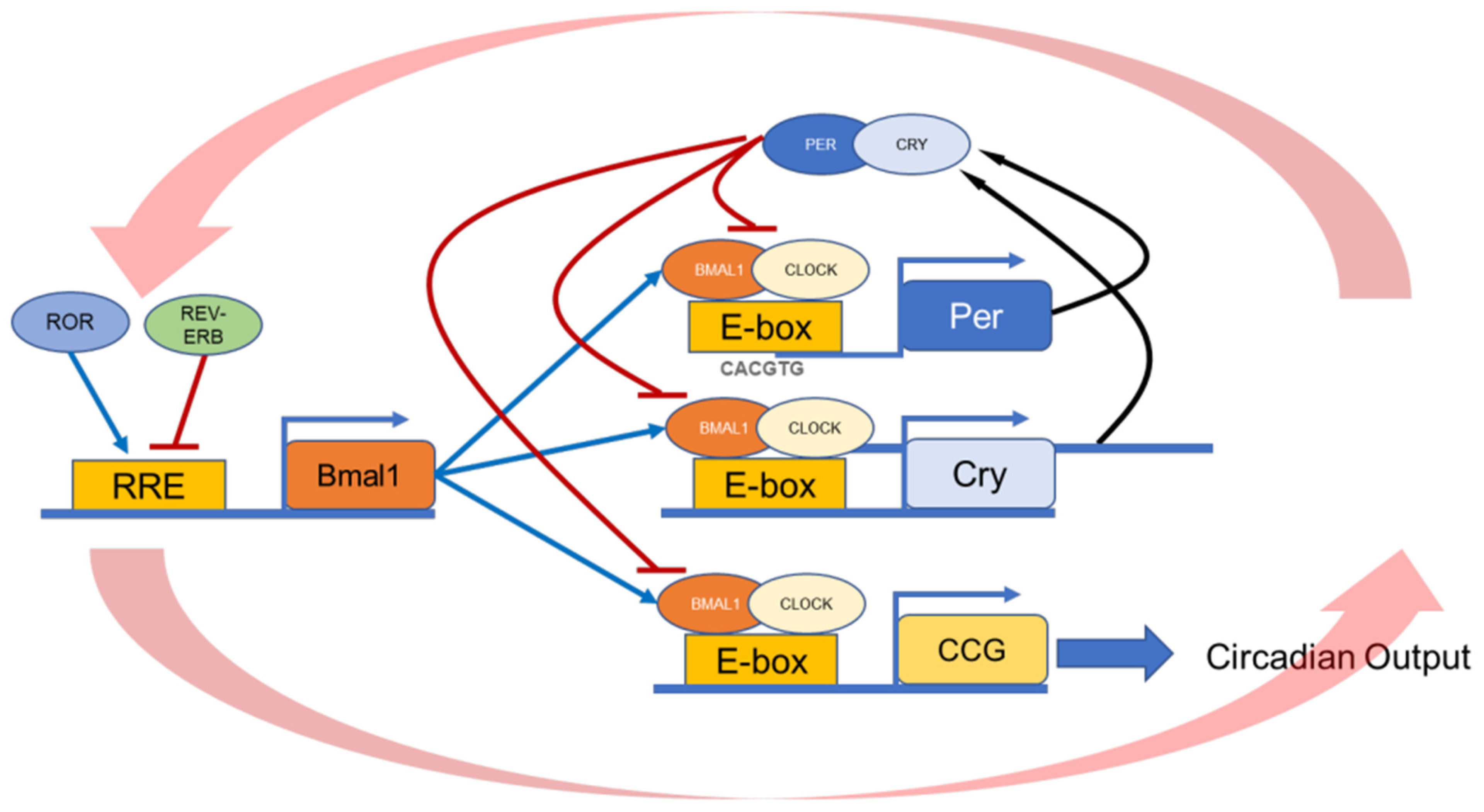 Ijms 23 02699 g001 Ijms 23 02699 g001