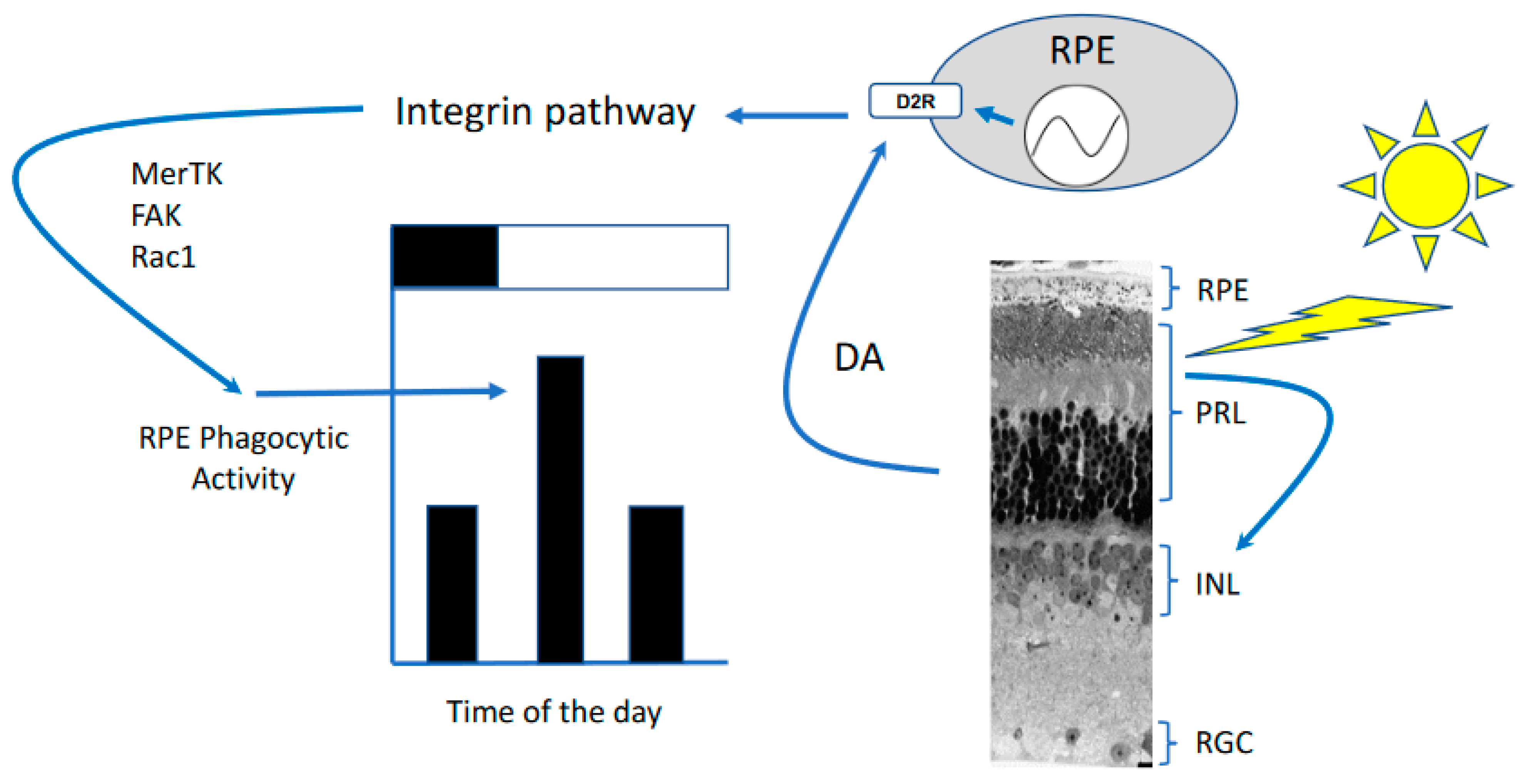 Ijms 23 02699 g003 Ijms 23 02699 g003